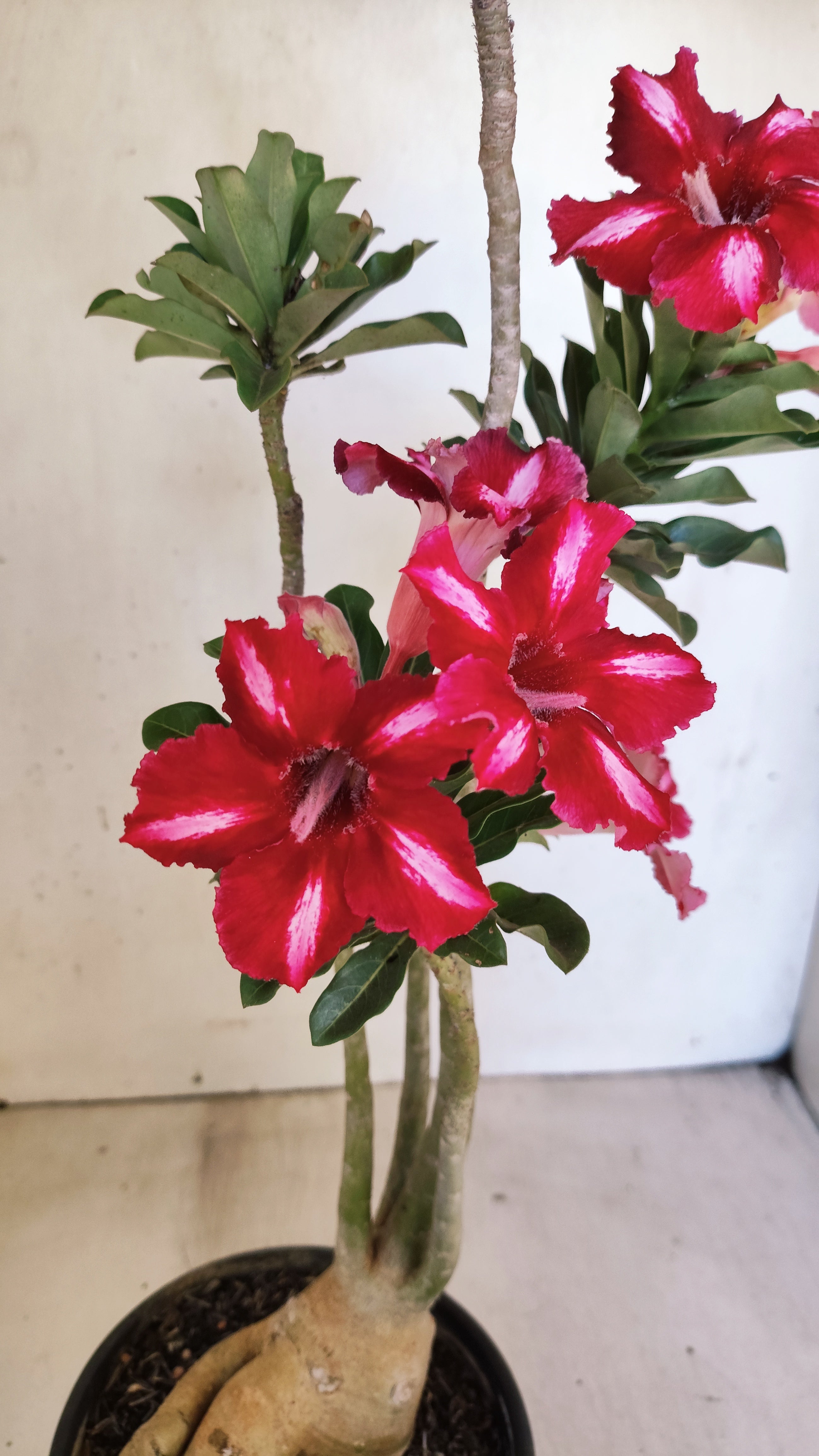 Planta Simples 3549 – 35cm – 03 anos