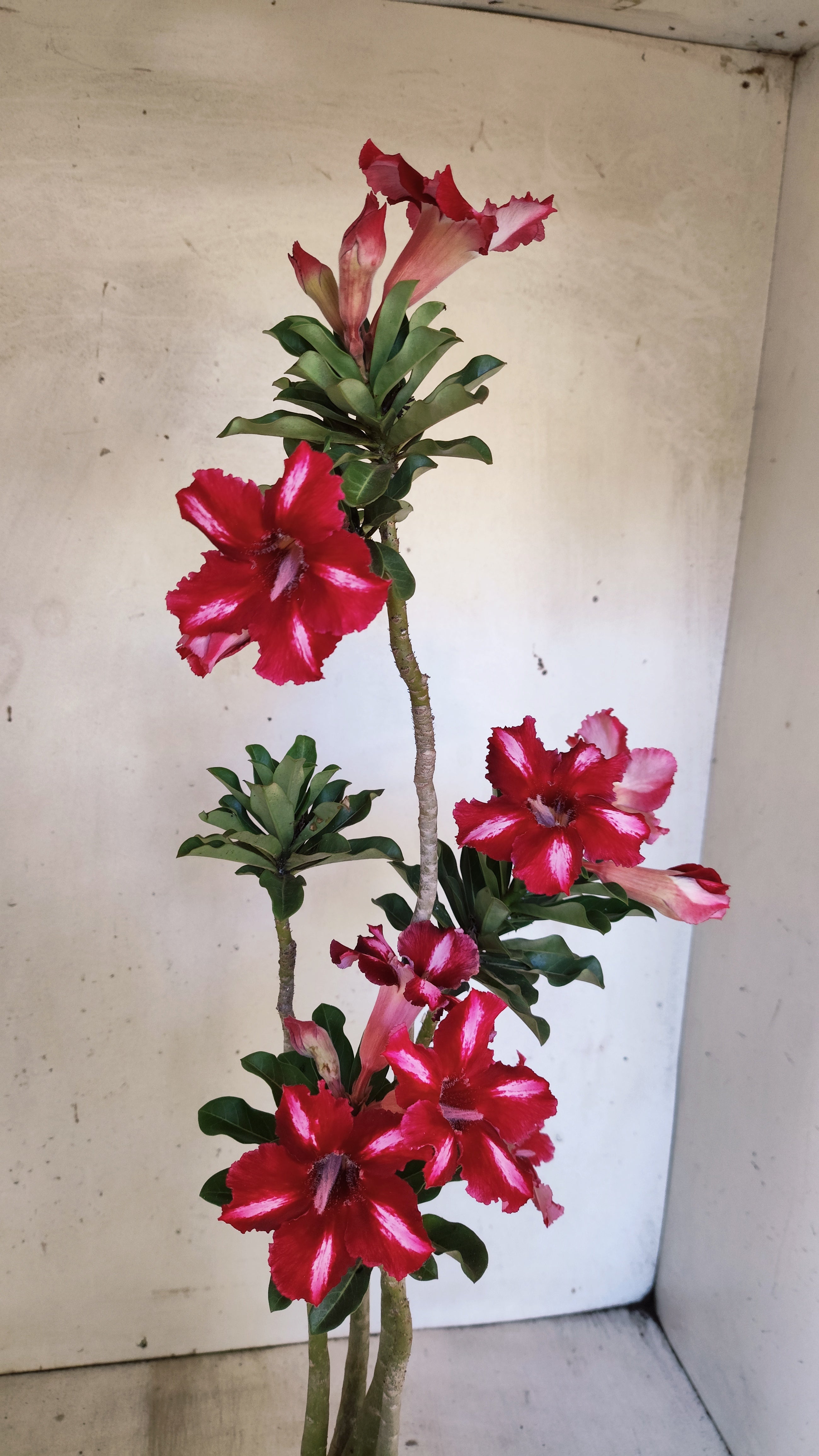 Planta Simples 3549 – 35cm – 03 anos