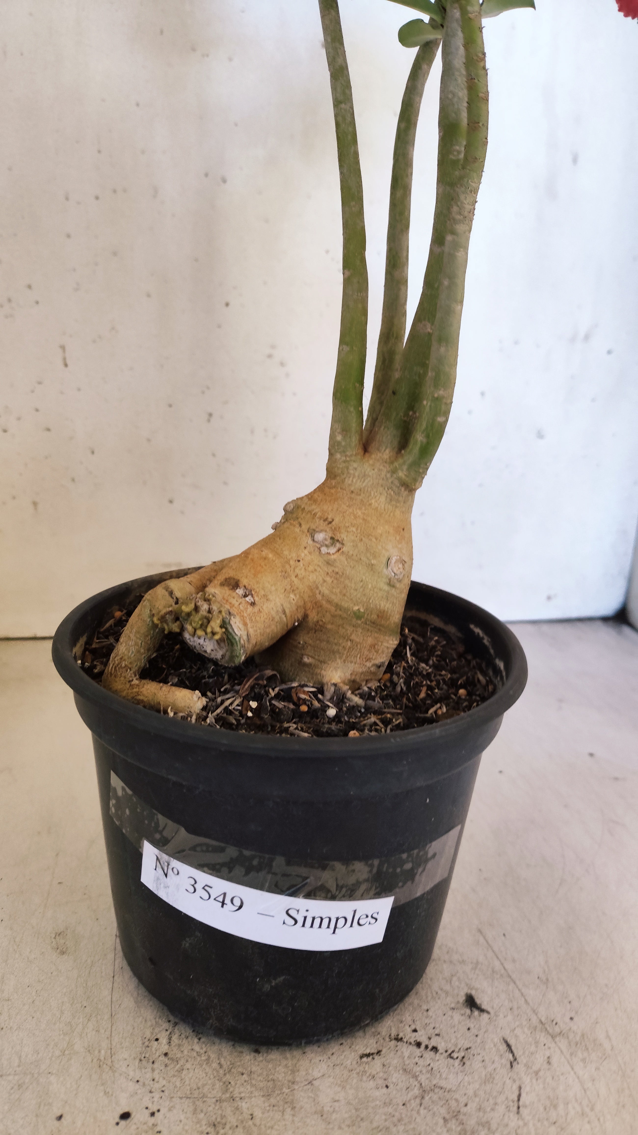 Planta Simples 3549 – 35cm – 03 anos