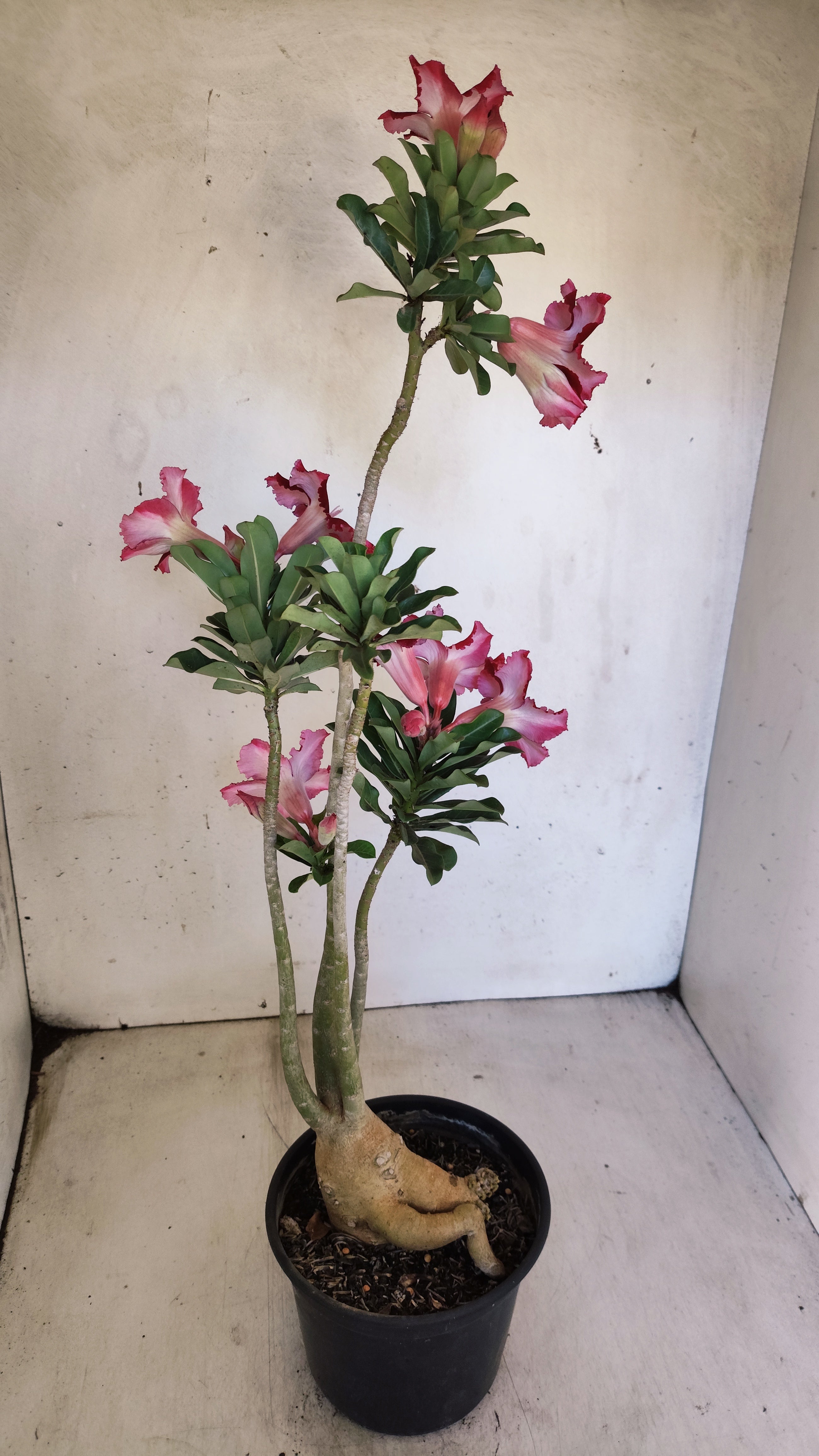 Planta Simples 3549 – 35cm – 03 anos