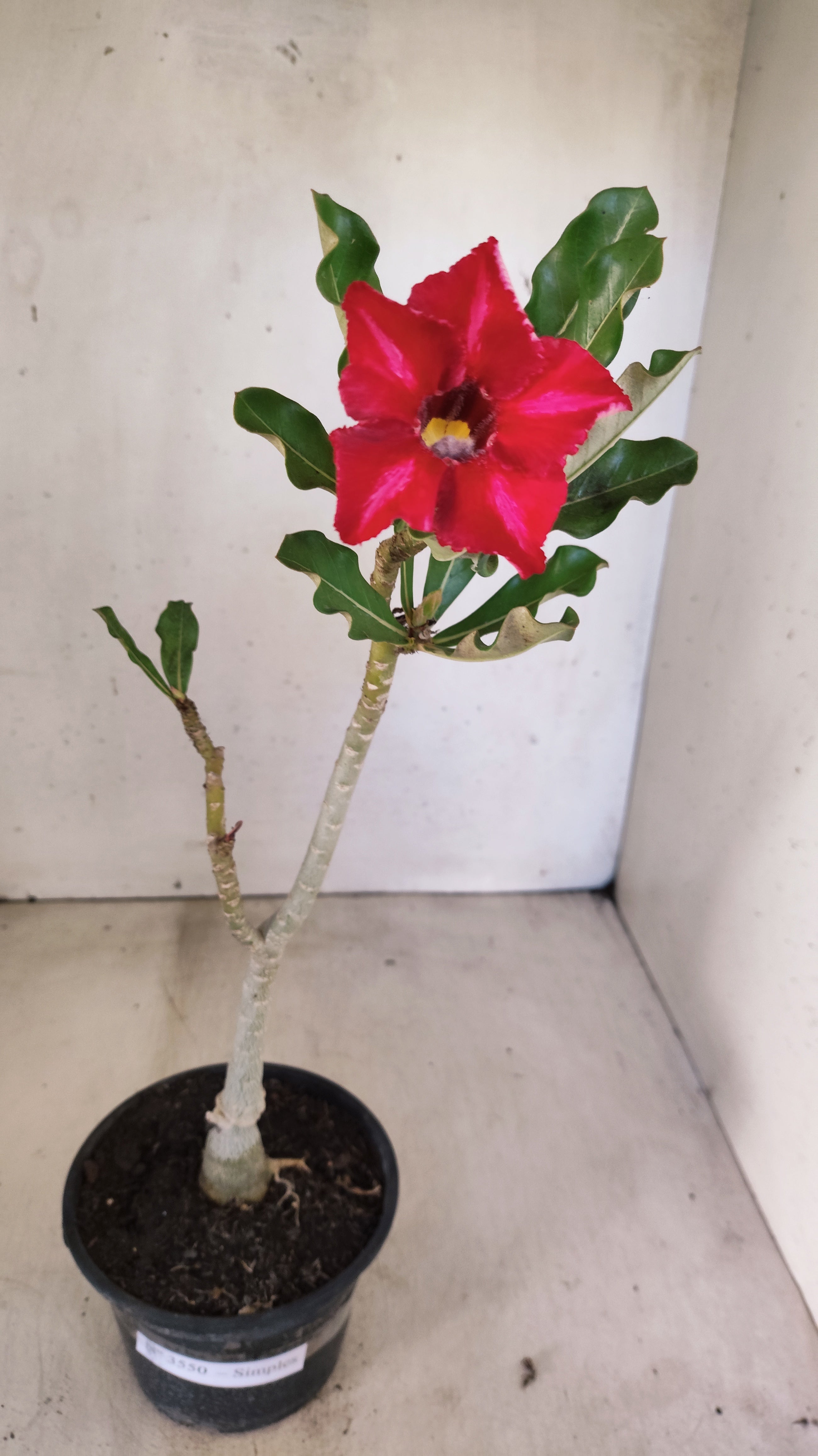 Planta Simples 3550 – 30cm – 02 anos