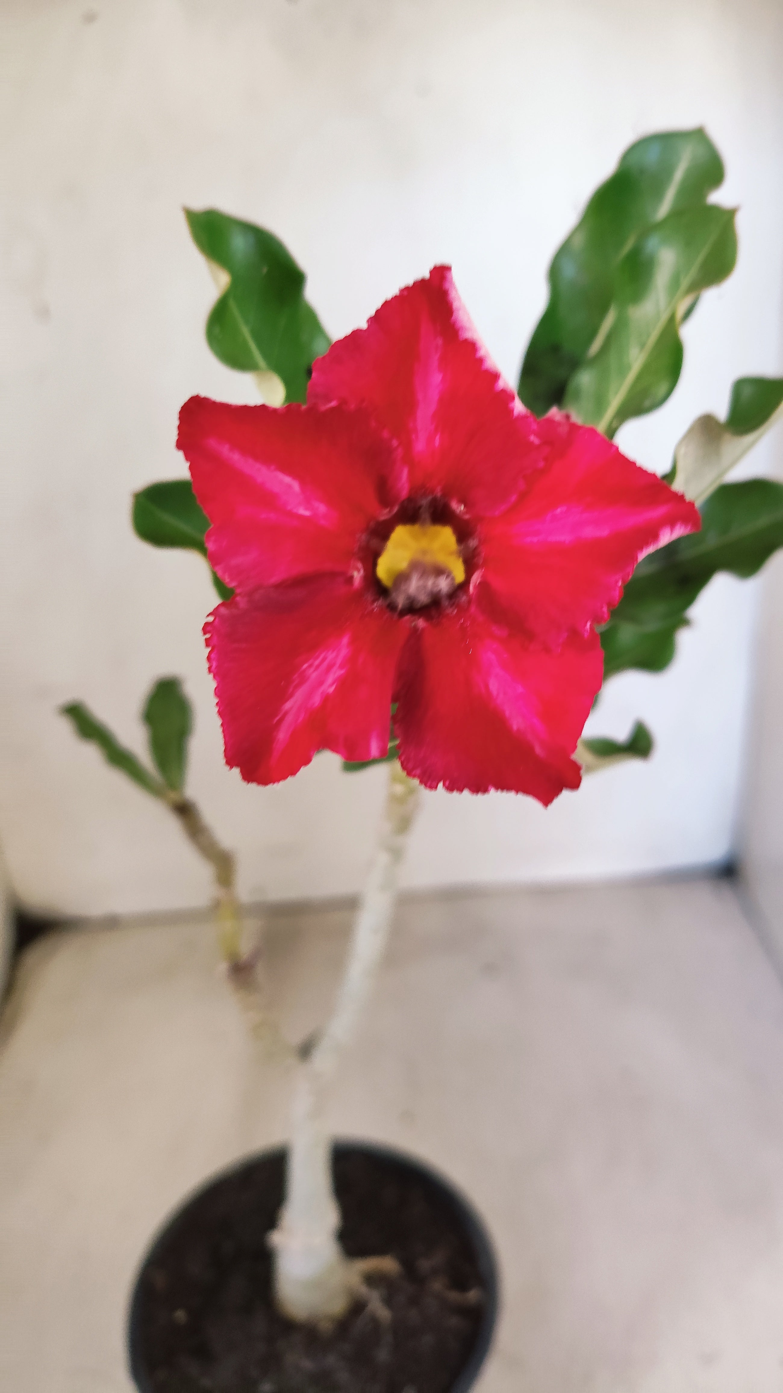 Planta Simples 3550 – 30cm – 02 anos