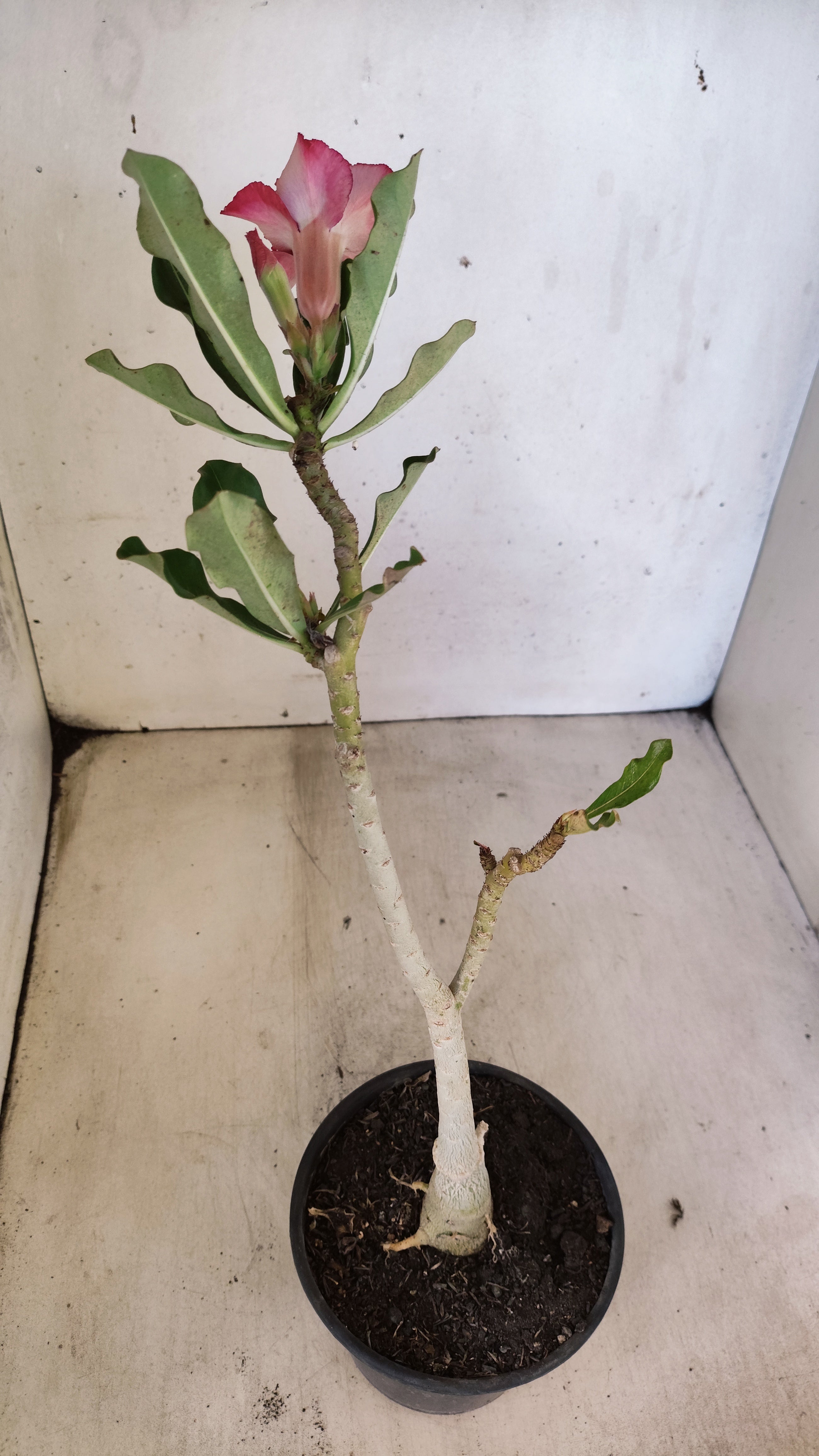Planta Simples 3550 – 30cm – 02 anos