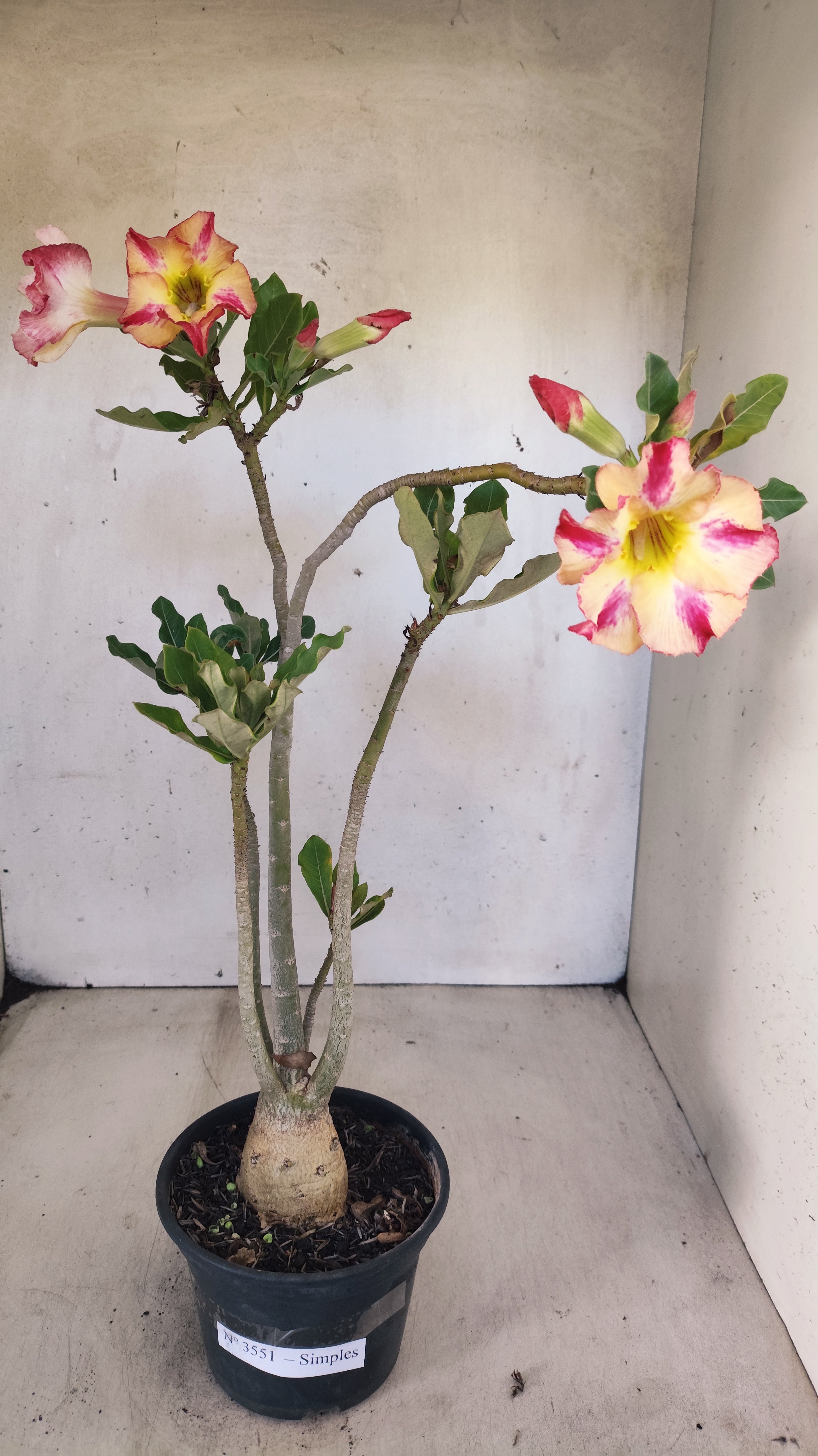 Planta Simples 3551 – 35cm – 03 anos