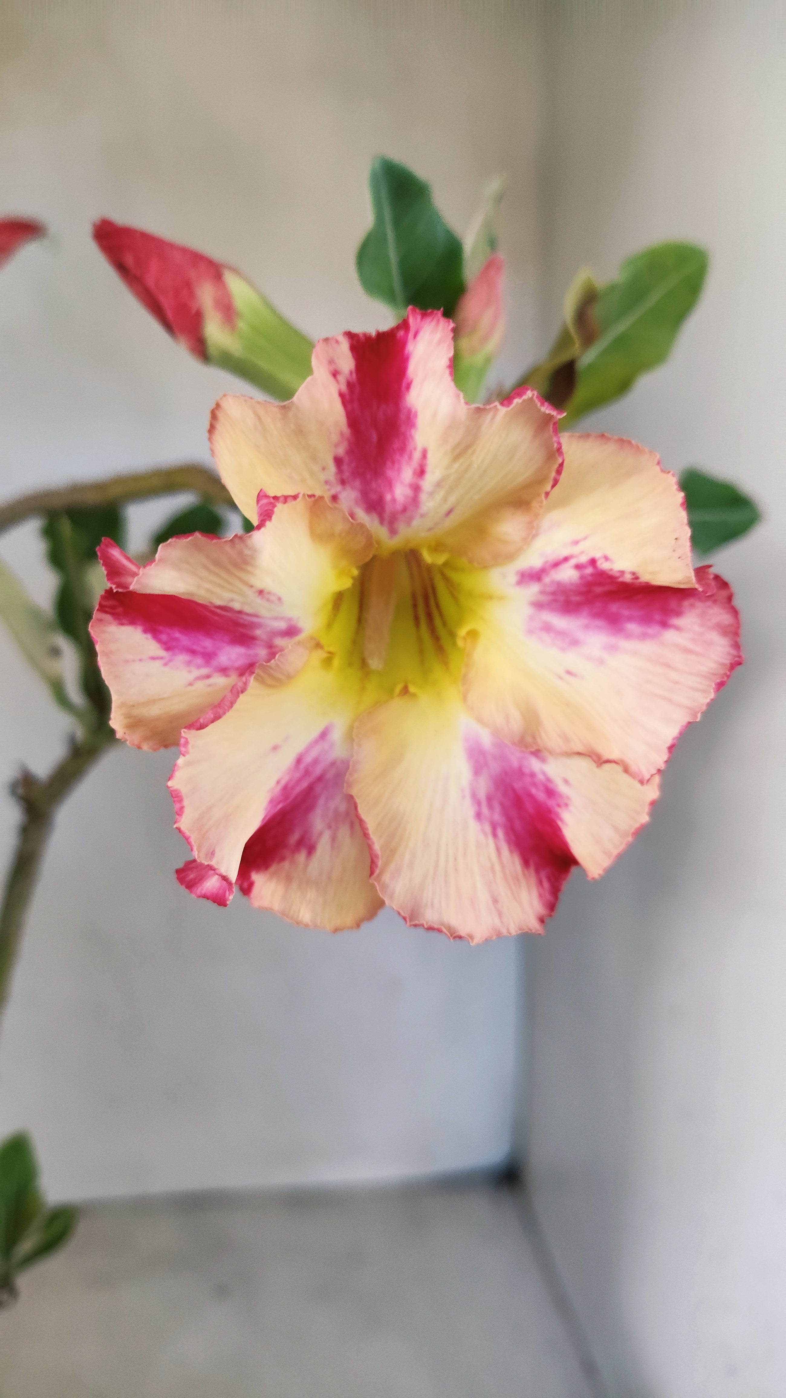 Planta Simples 3551 – 35cm – 03 anos