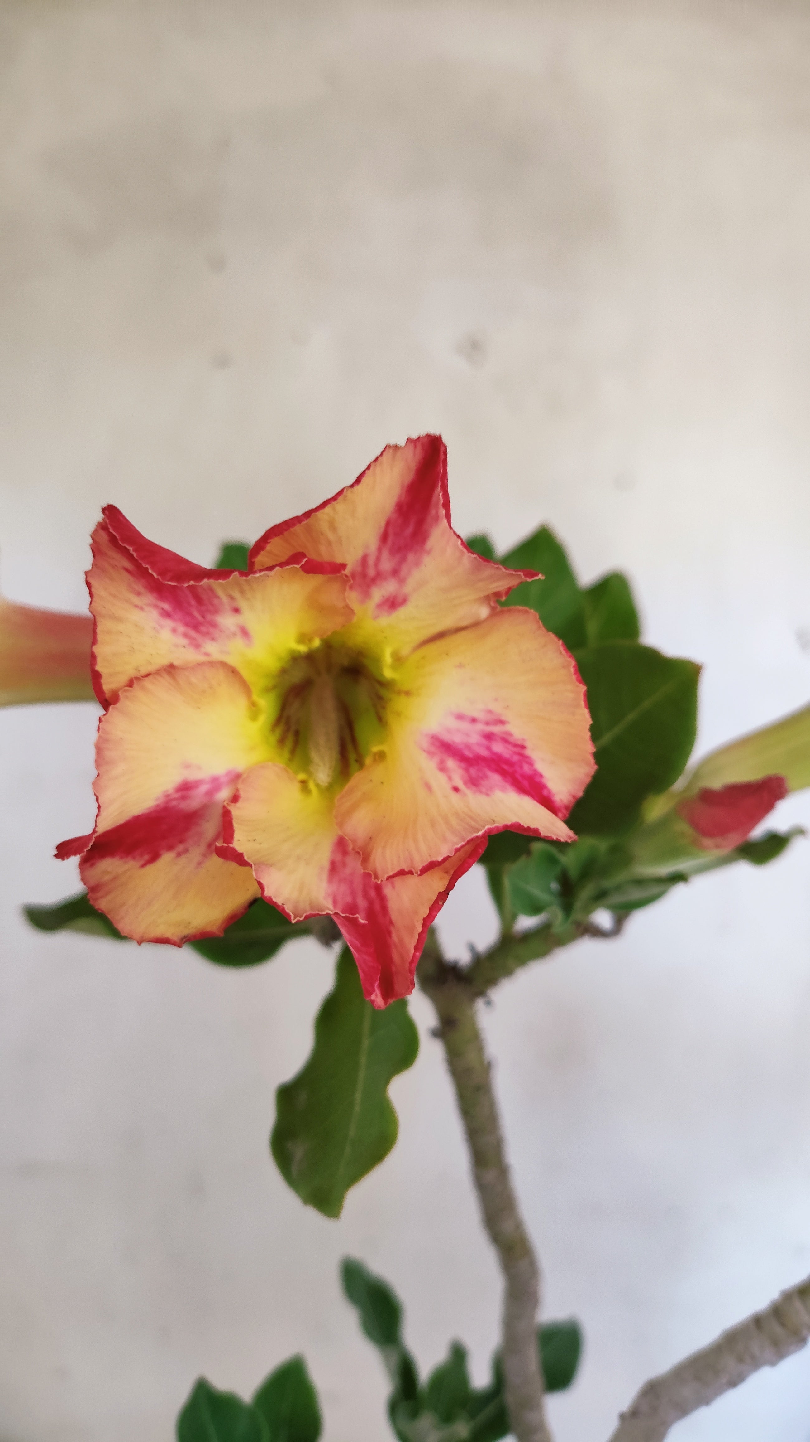 Planta Simples 3551 – 35cm – 03 anos