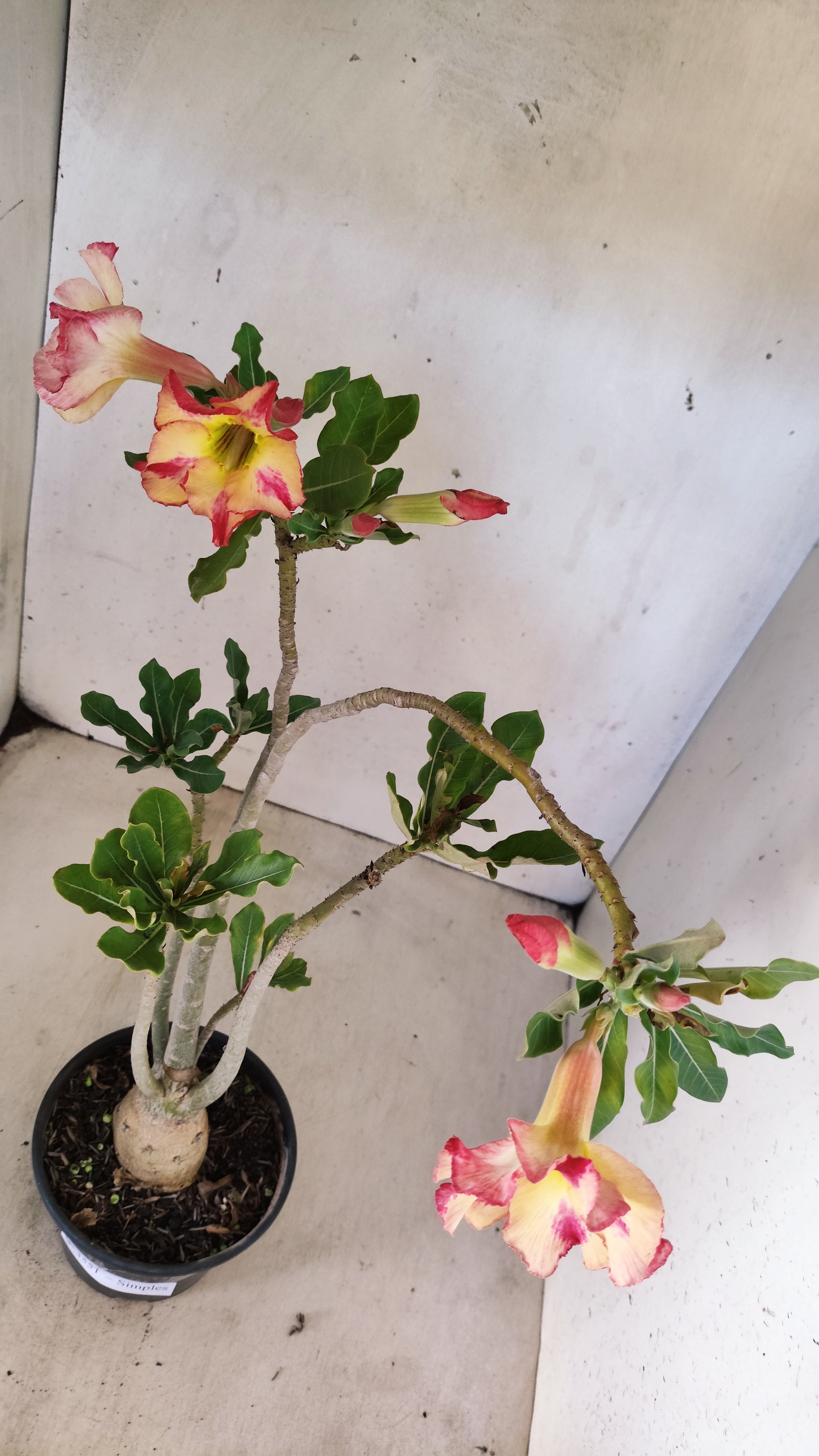 Planta Simples 3551 – 35cm – 03 anos