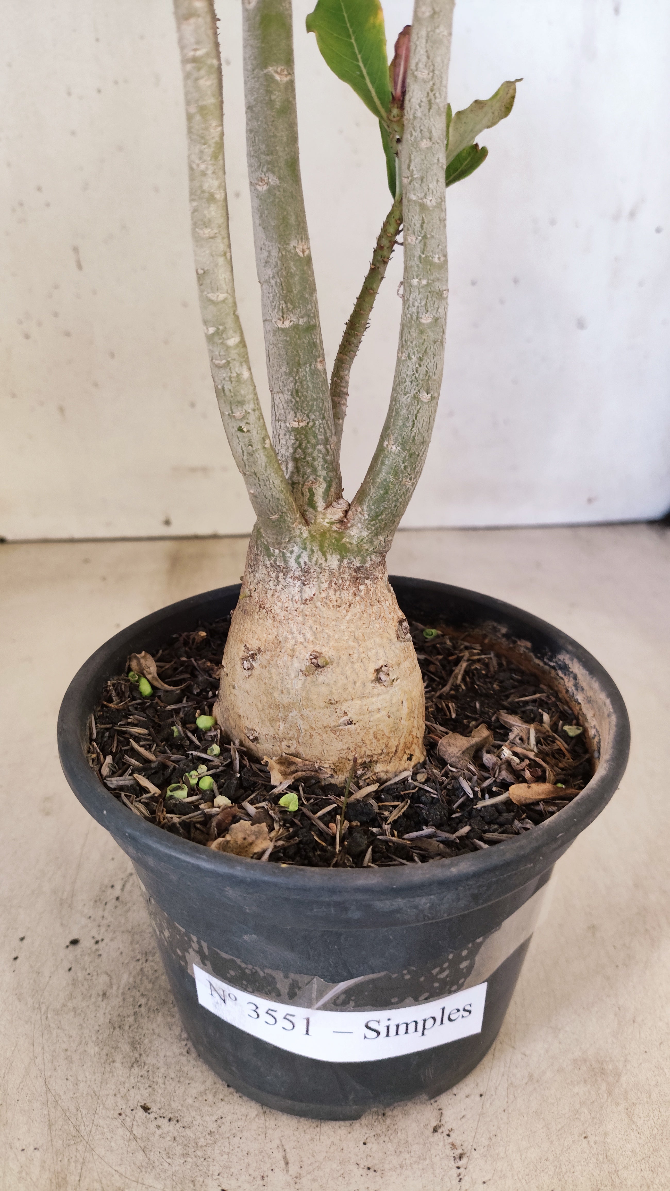 Planta Simples 3551 – 35cm – 03 anos