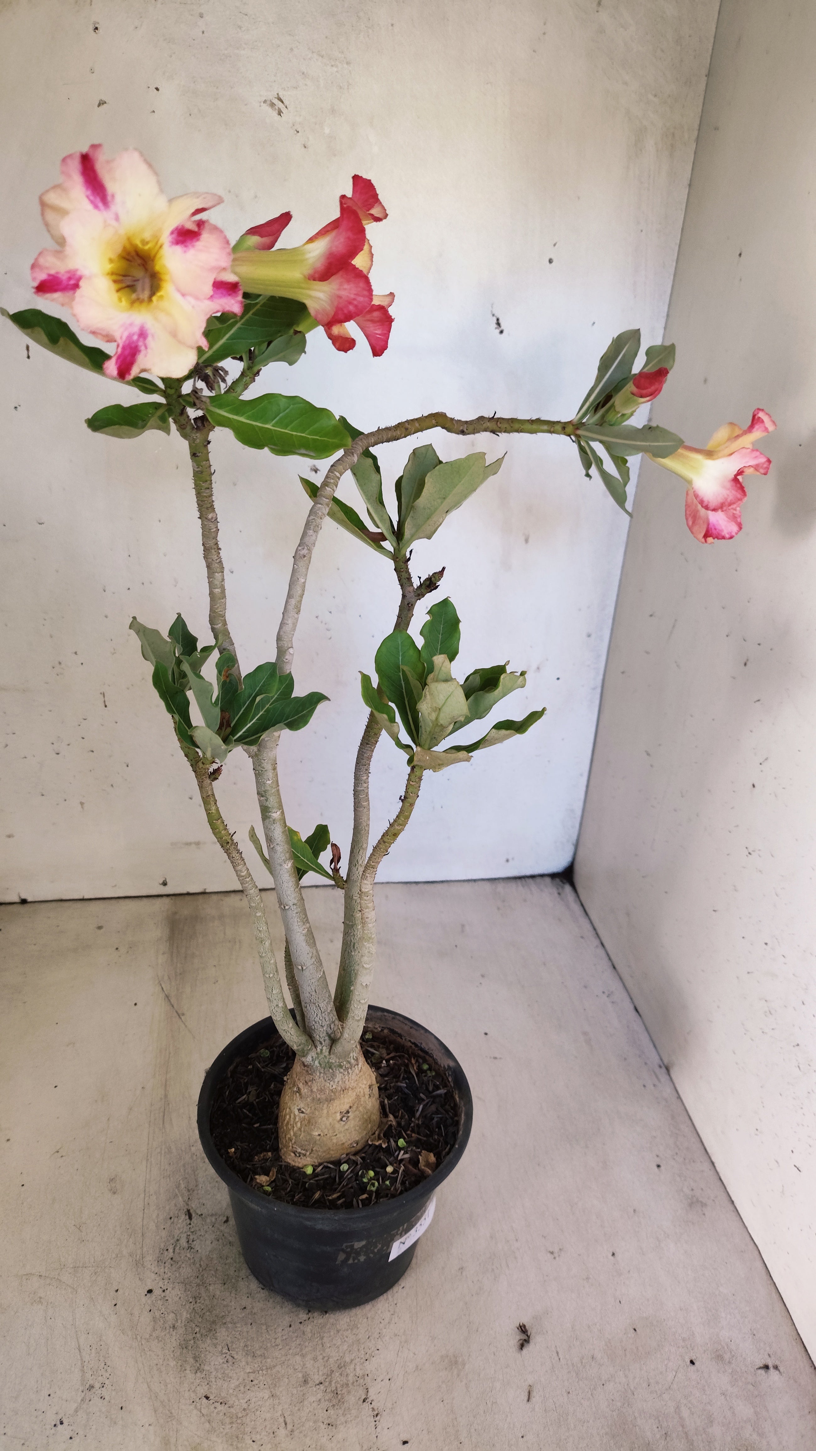 Planta Simples 3551 – 35cm – 03 anos