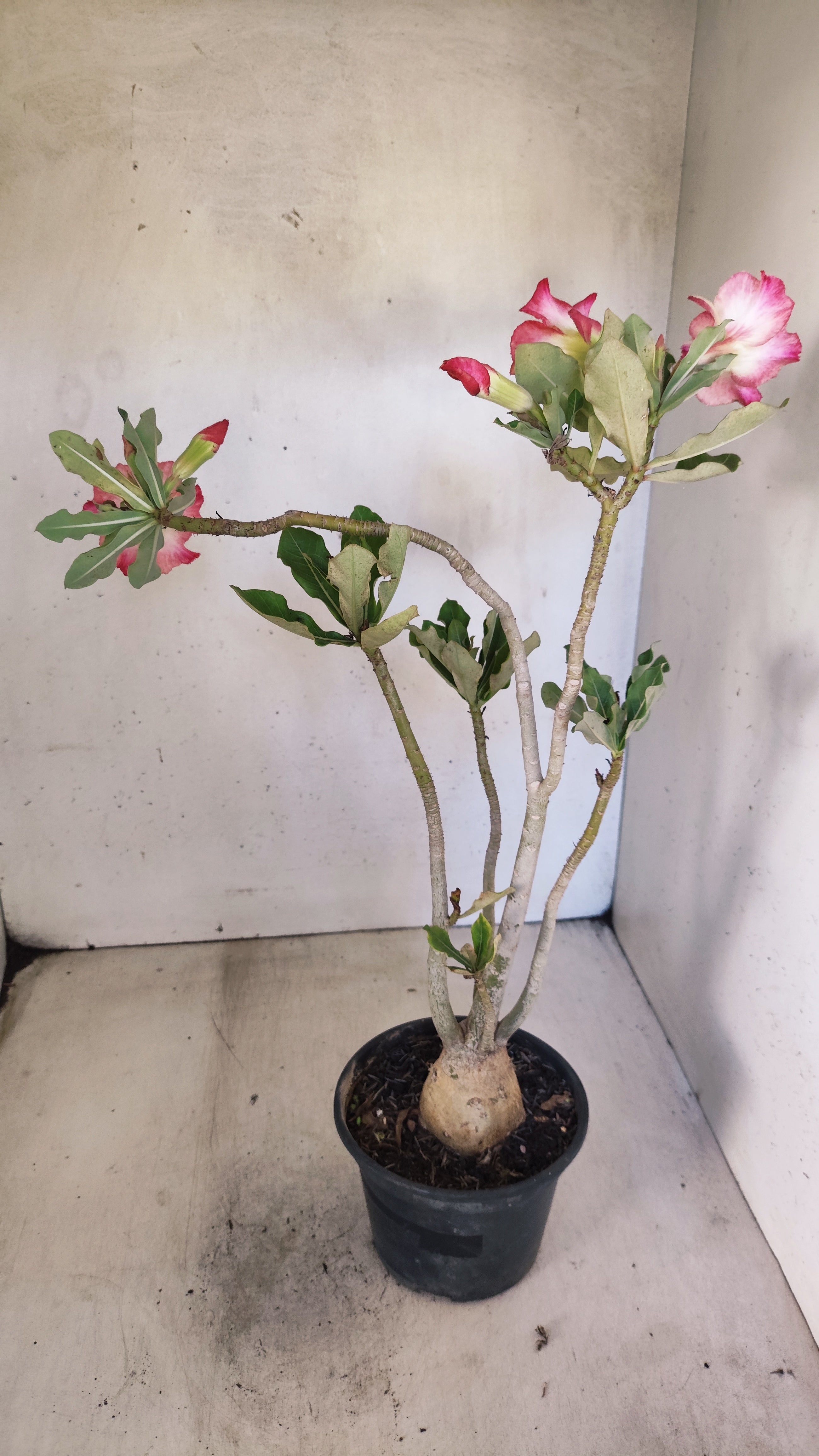 Planta Simples 3551 – 35cm – 03 anos