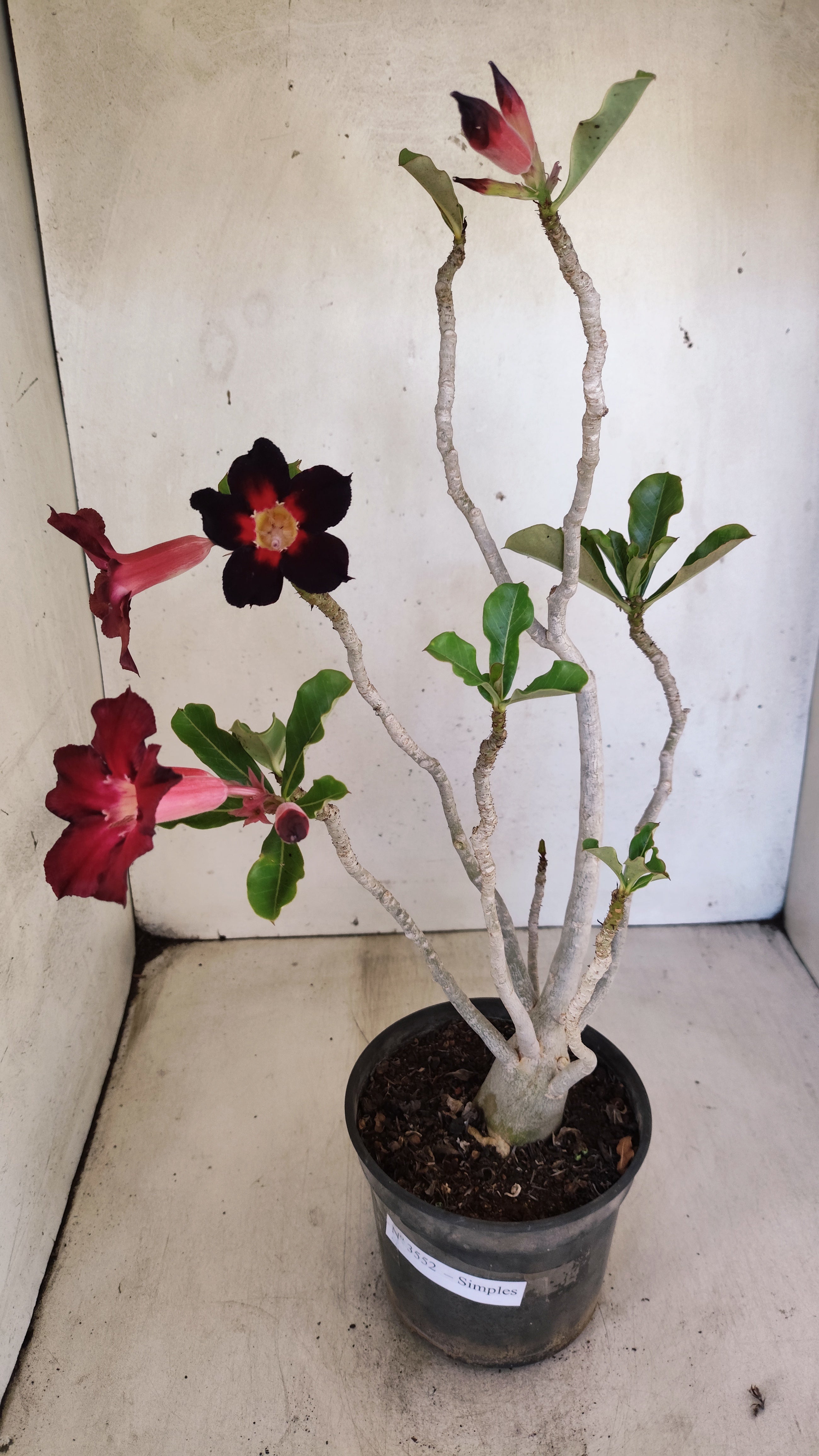 Planta Simples 3552 – 35cm – 03 anos