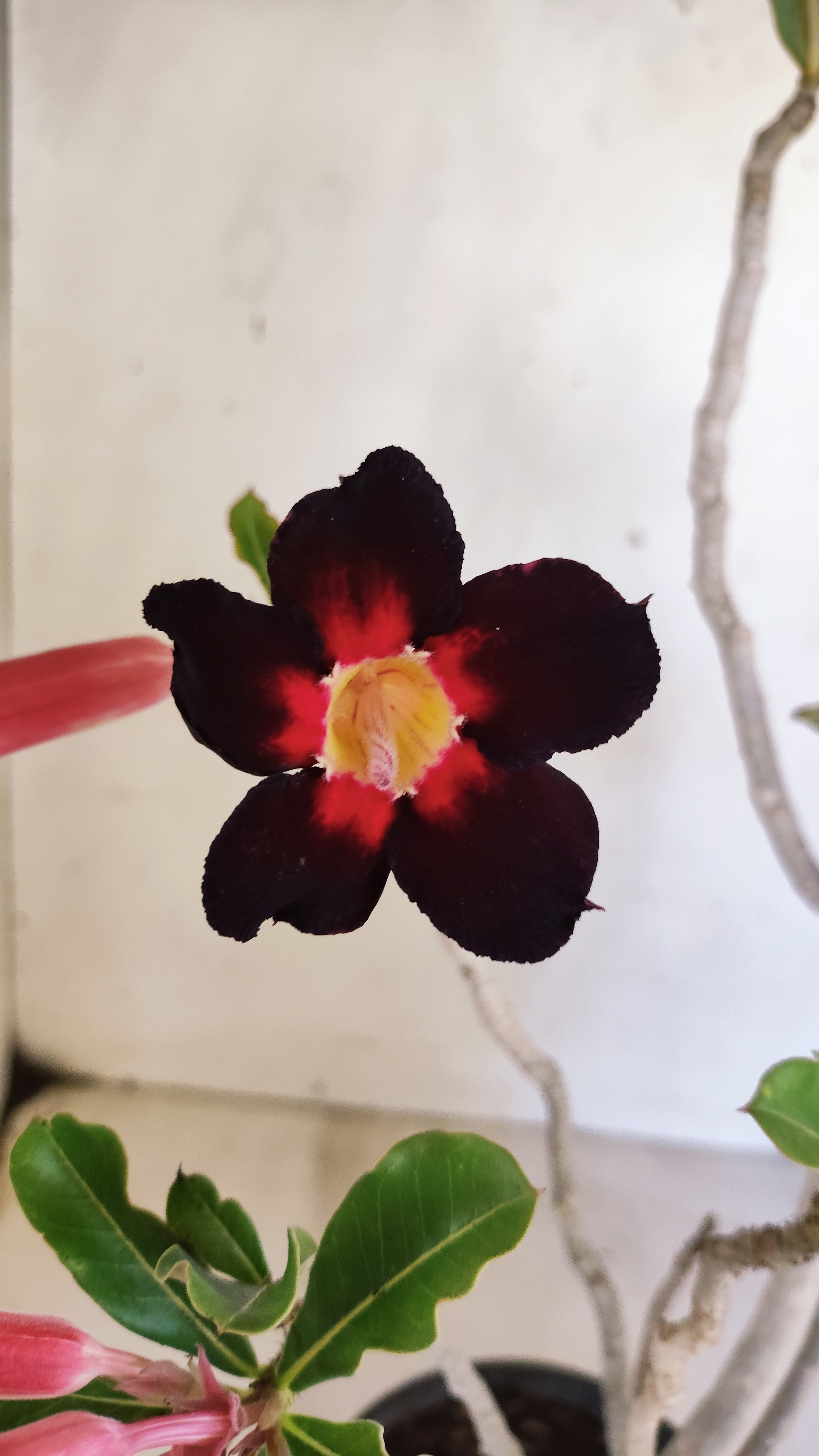 Planta Simples 3552 – 35cm – 03 anos