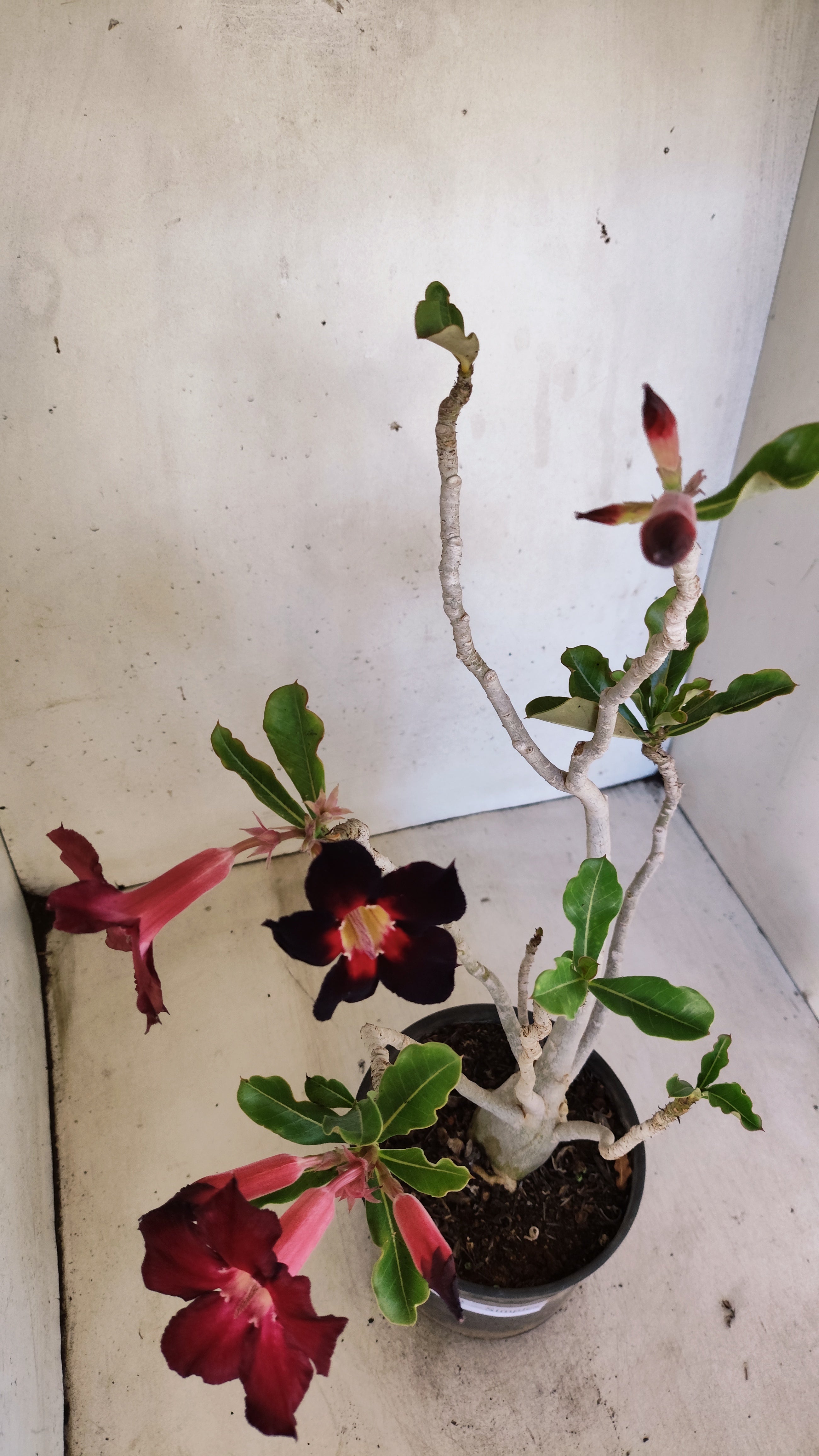 Planta Simples 3552 – 35cm – 03 anos