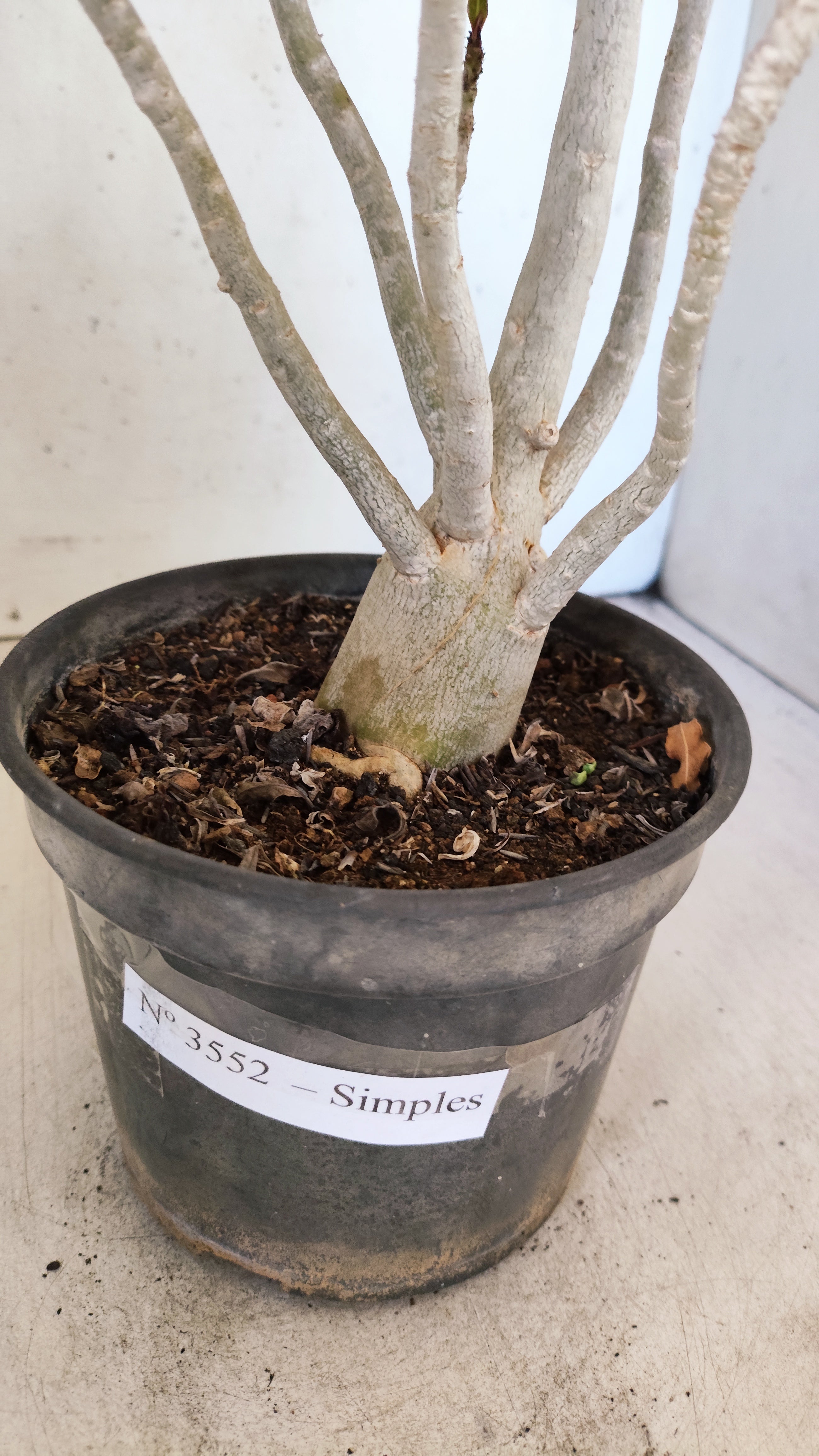 Planta Simples 3552 – 35cm – 03 anos