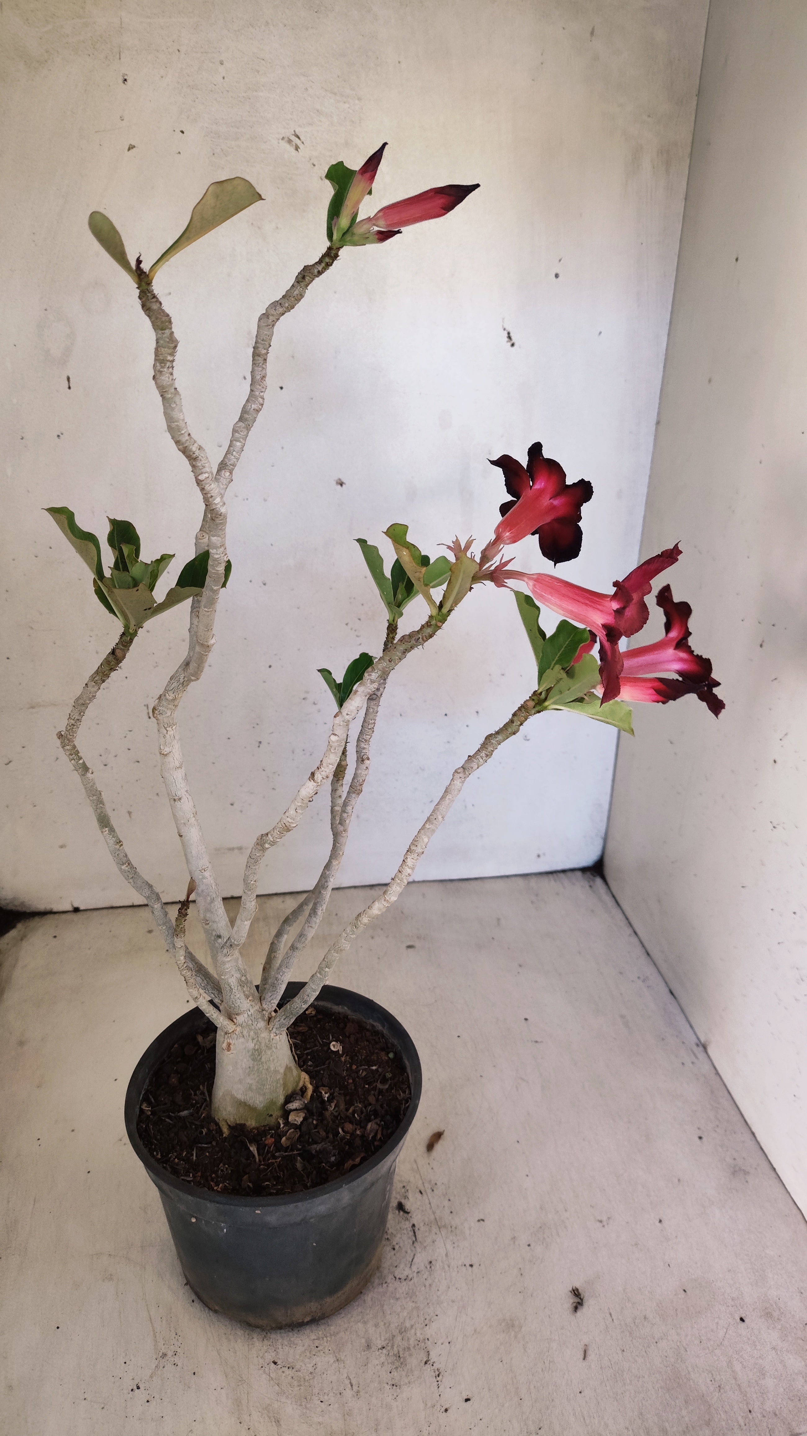 Planta Simples 3552 – 35cm – 03 anos