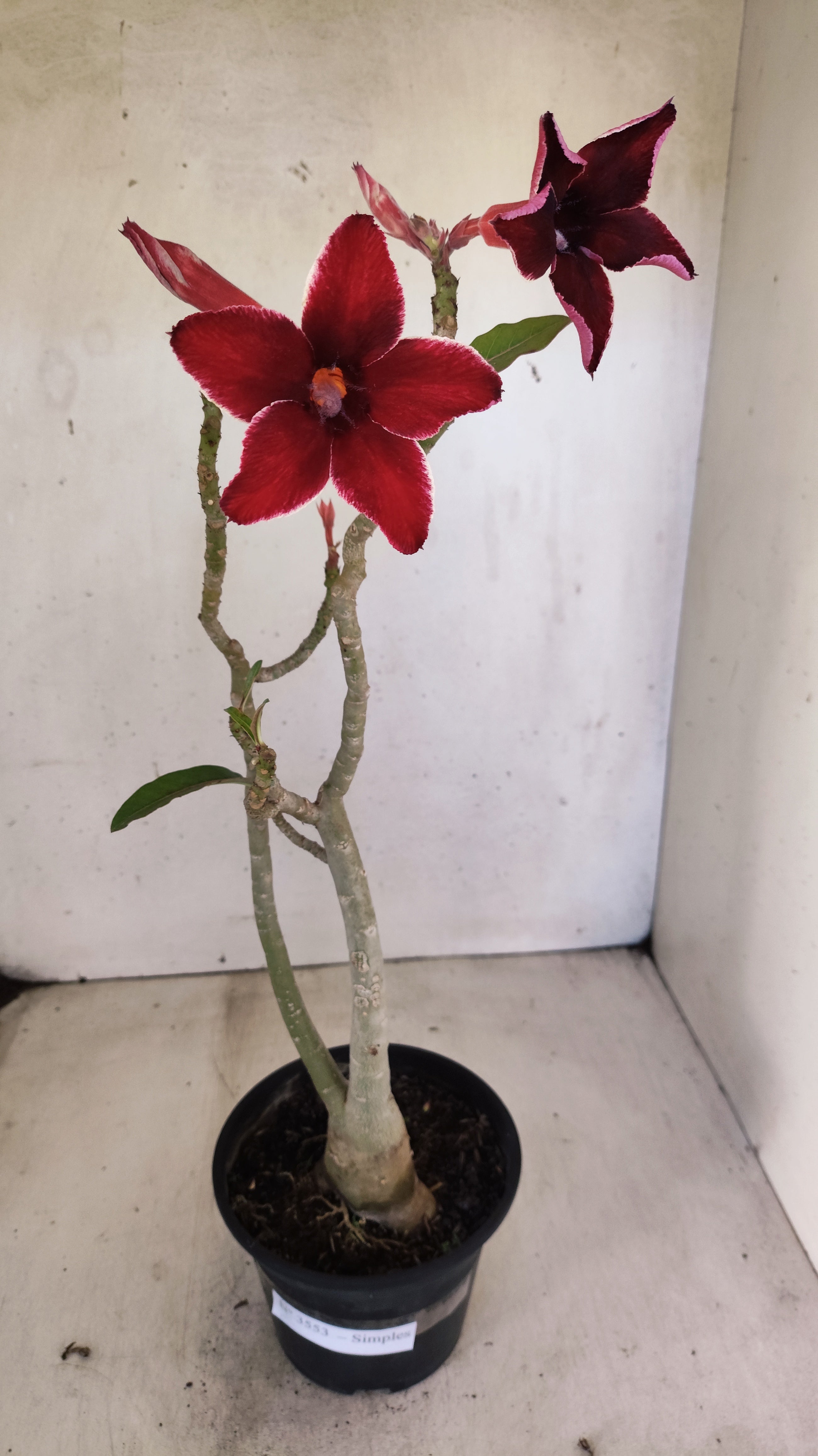 Planta Simples 3553 – 30cm – 02 anos