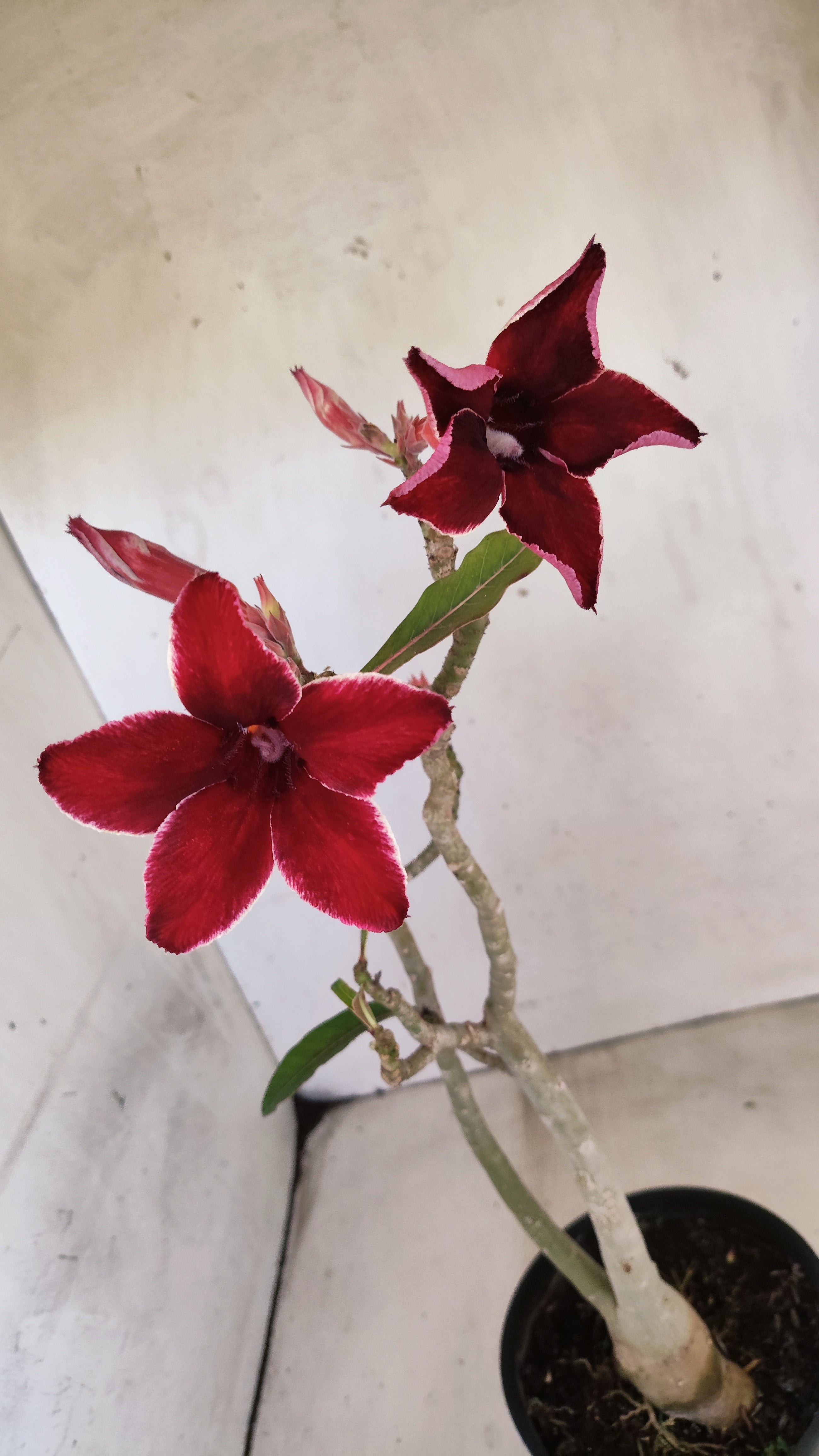 Planta Simples 3553 – 30cm – 02 anos
