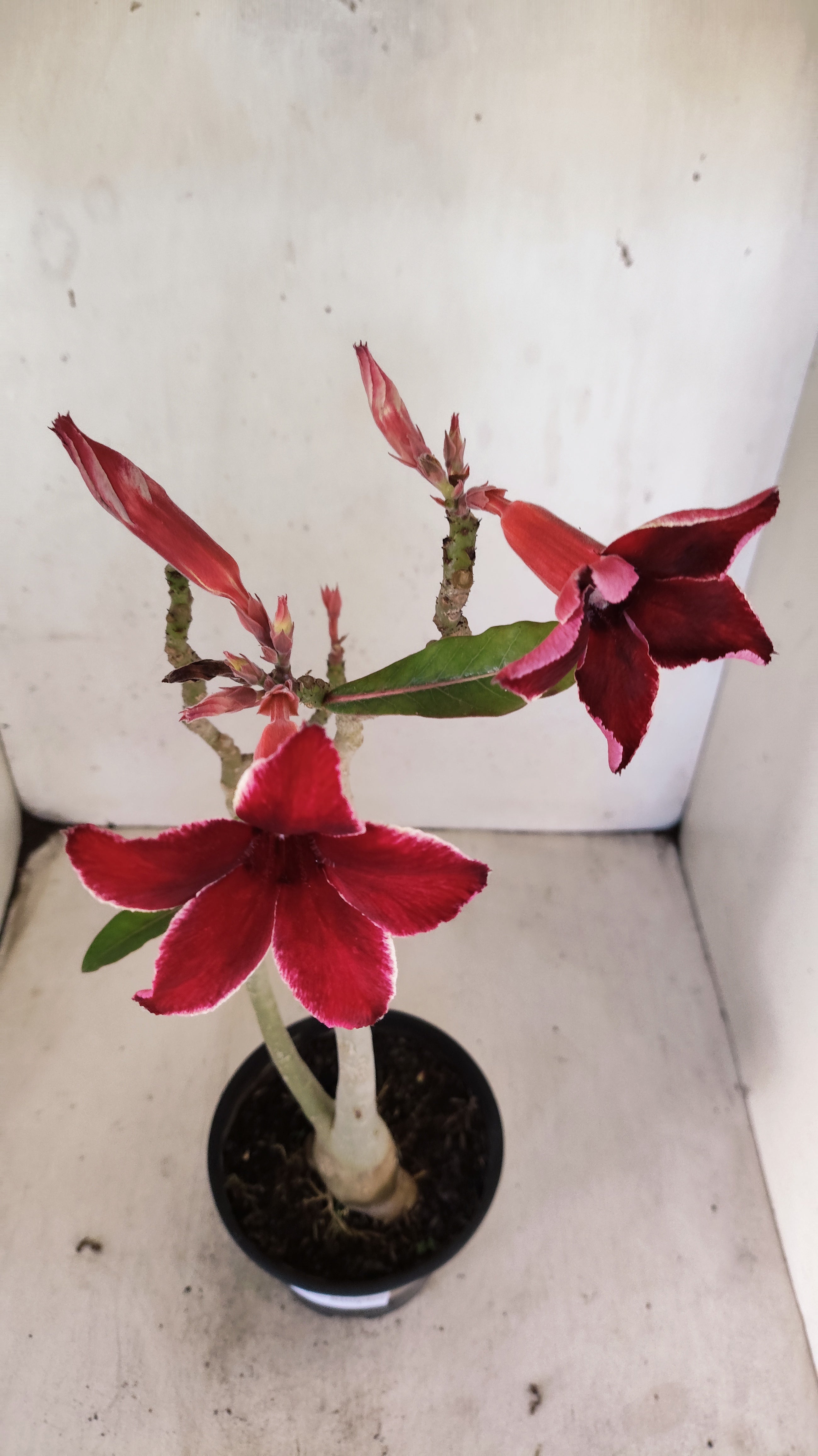 Planta Simples 3553 – 30cm – 02 anos