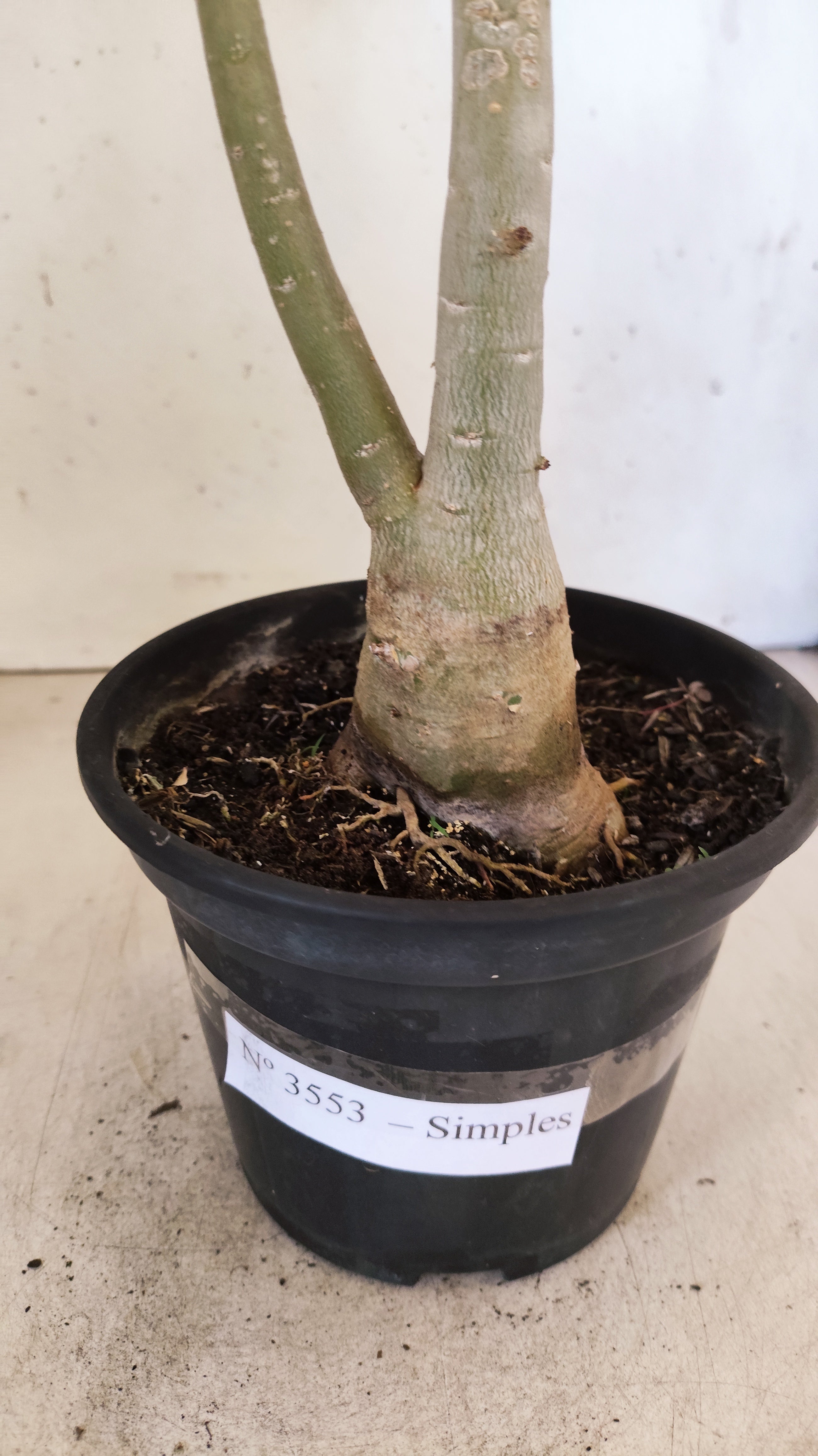 Planta Simples 3553 – 30cm – 02 anos