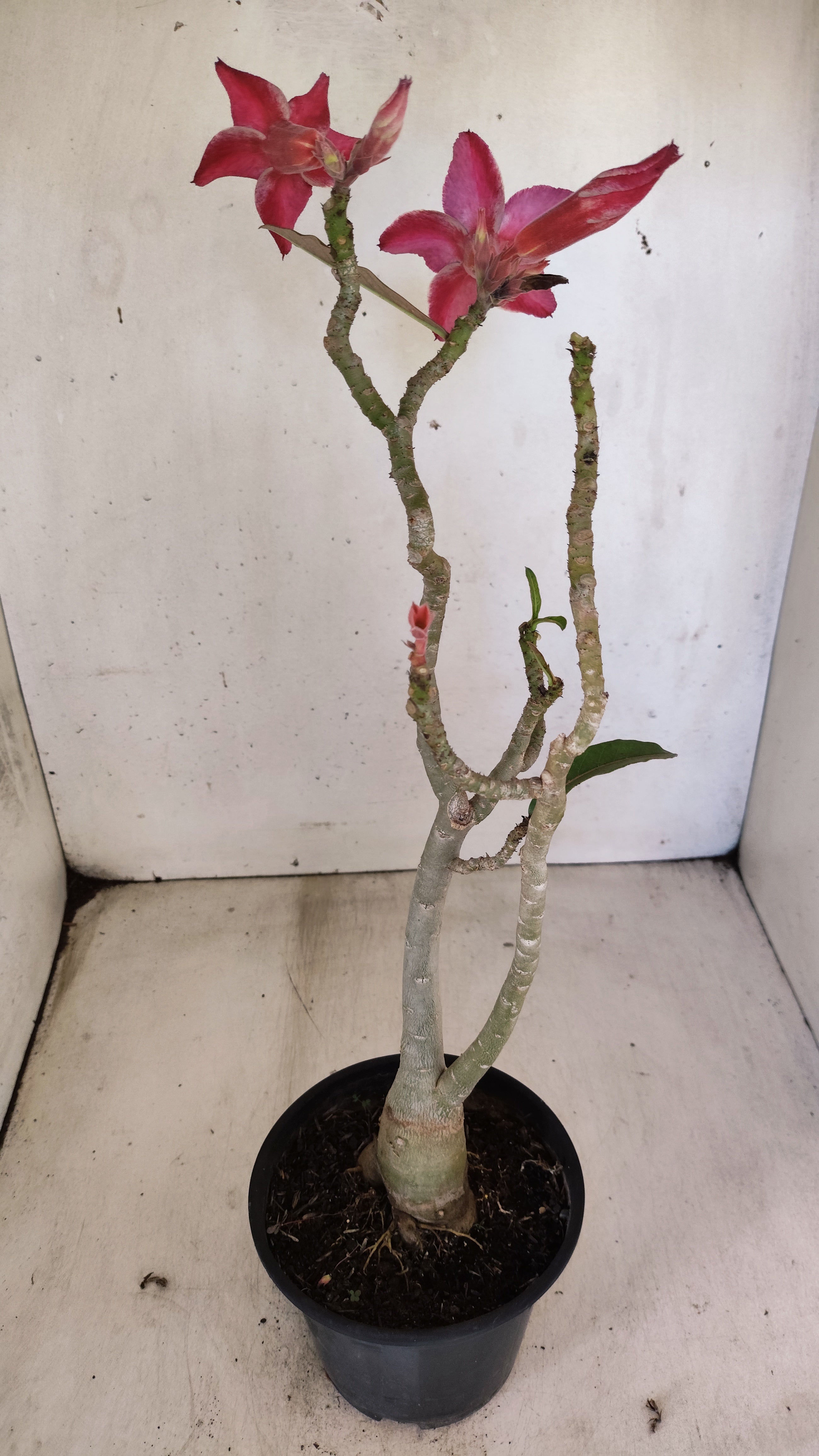 Planta Simples 3553 – 30cm – 02 anos