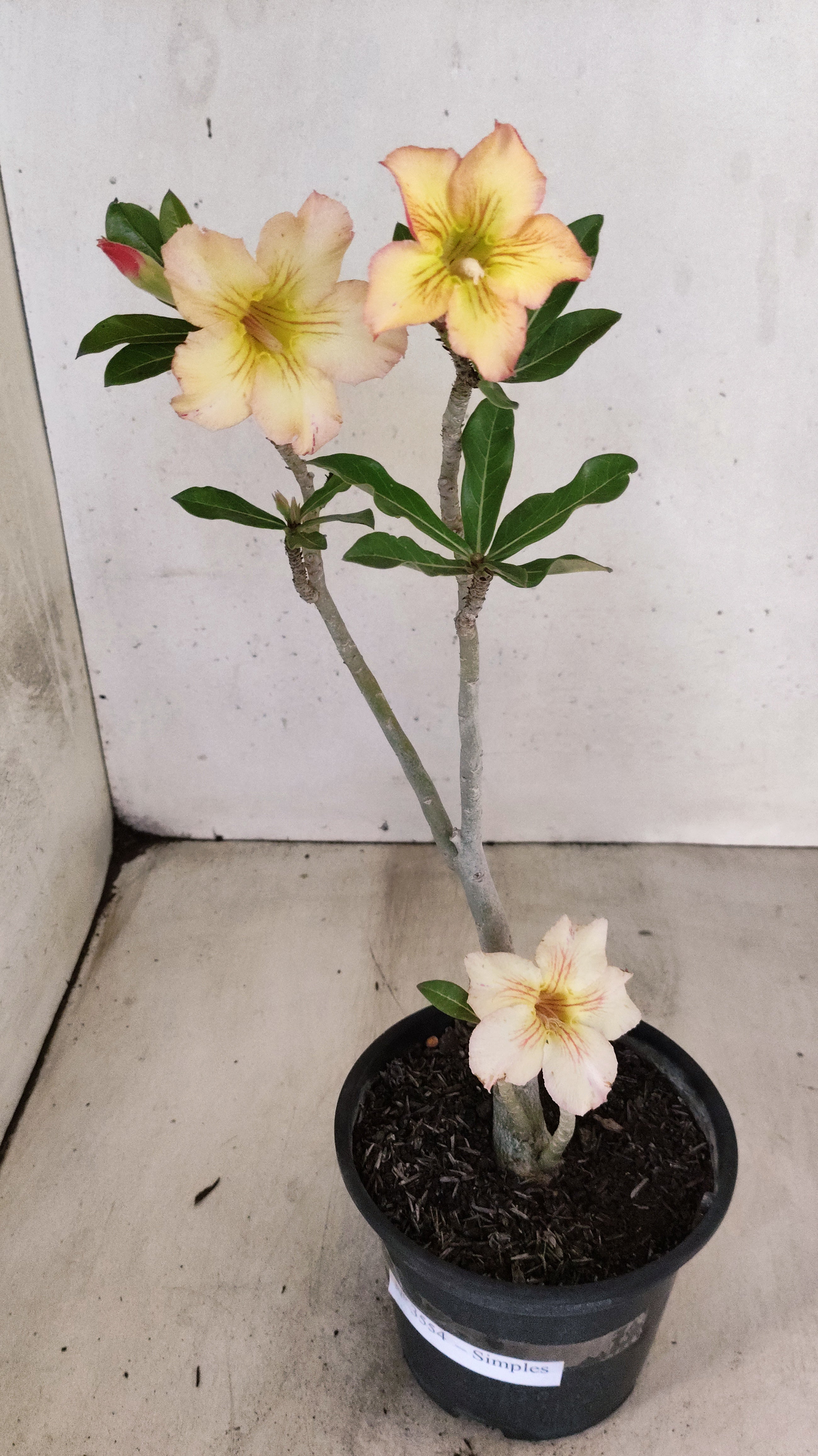 Planta Simples 3554 – 30cm – 02 anos