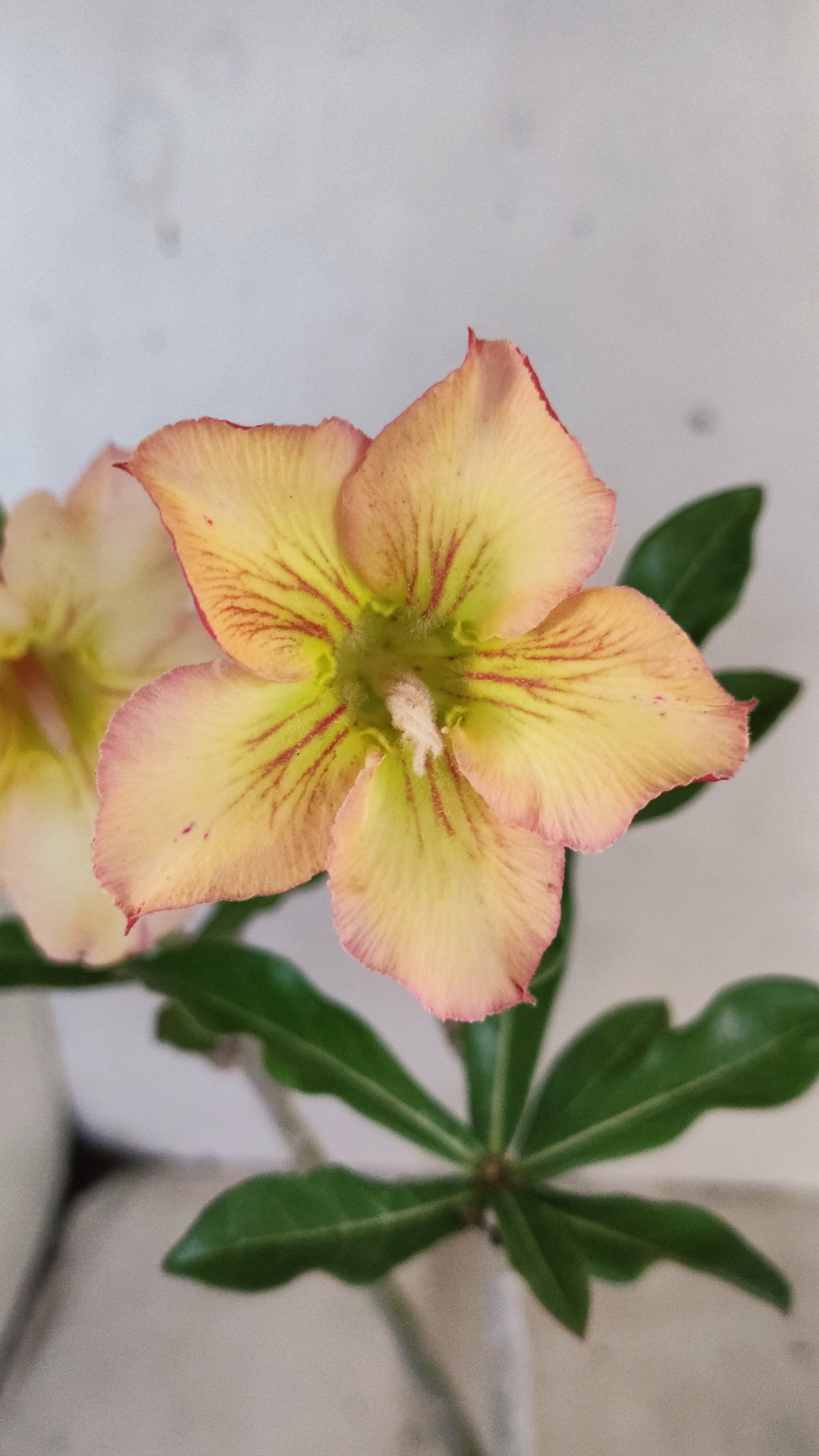 Planta Simples 3554 – 30cm – 02 anos