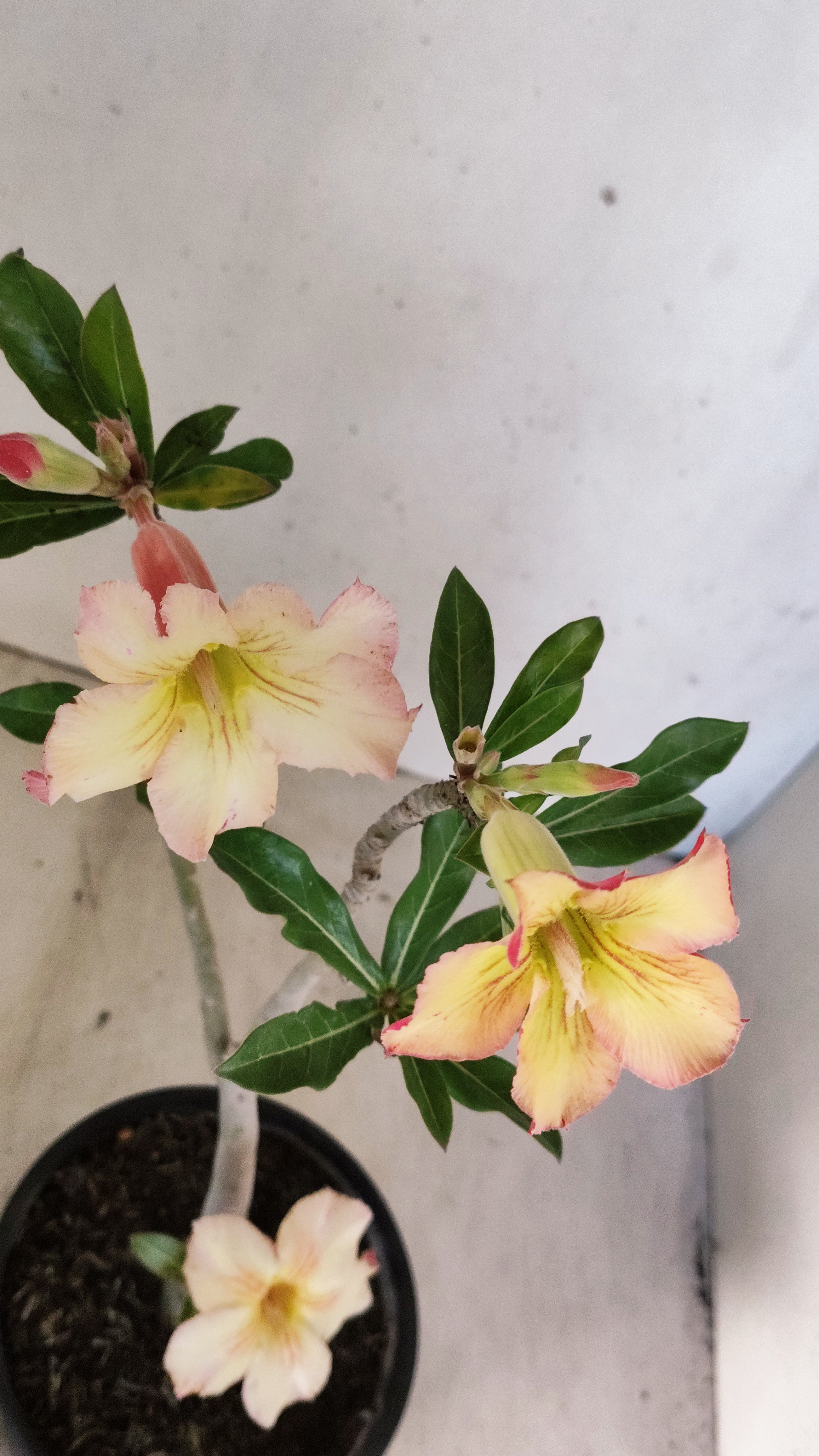 Planta Simples 3554 – 30cm – 02 anos