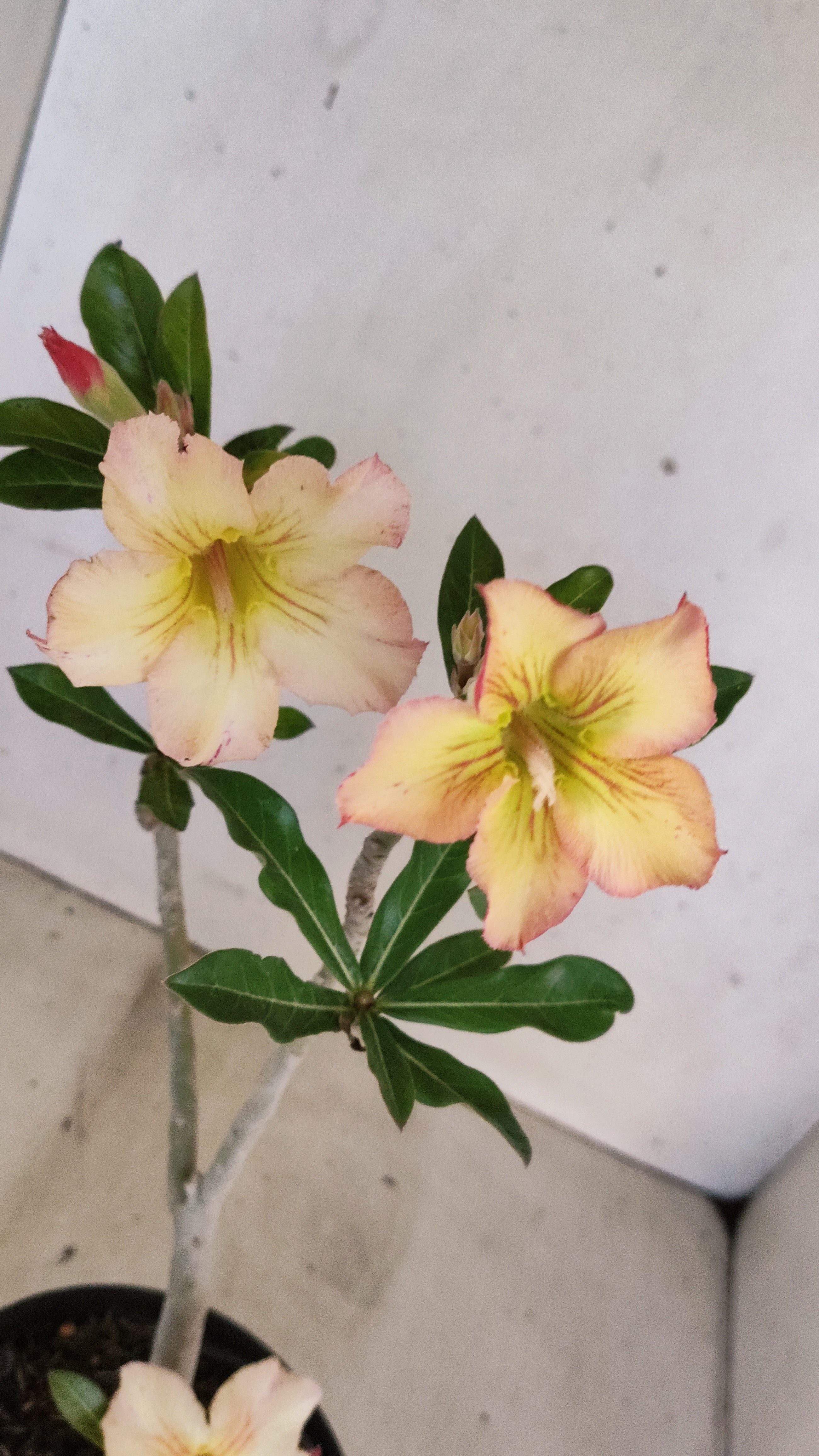 Planta Simples 3554 – 30cm – 02 anos