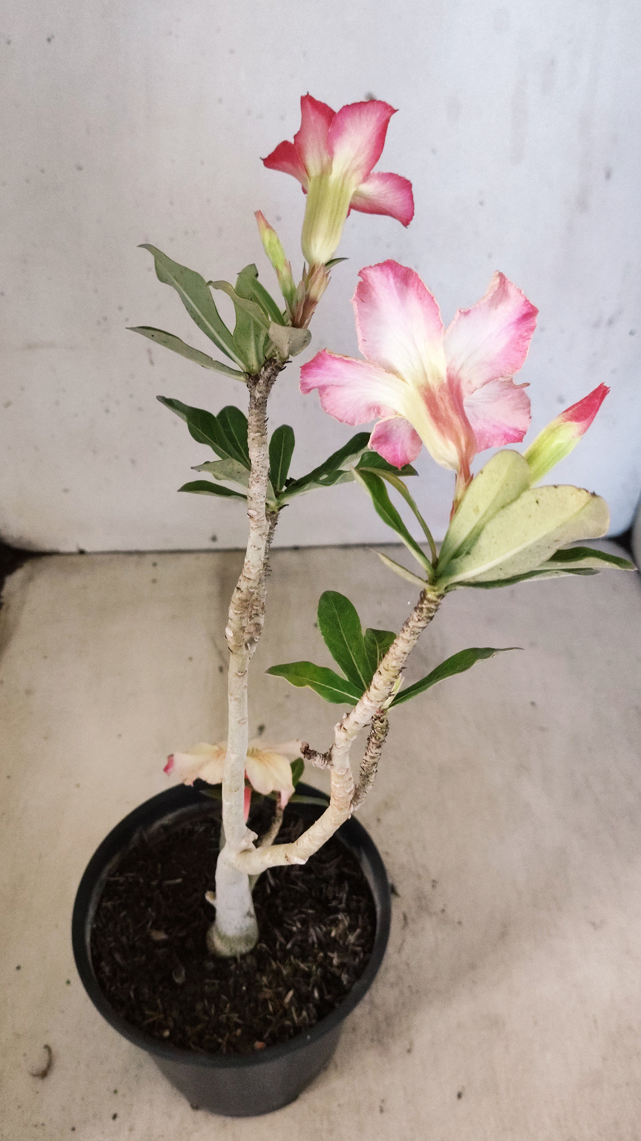 Planta Simples 3554 – 30cm – 02 anos