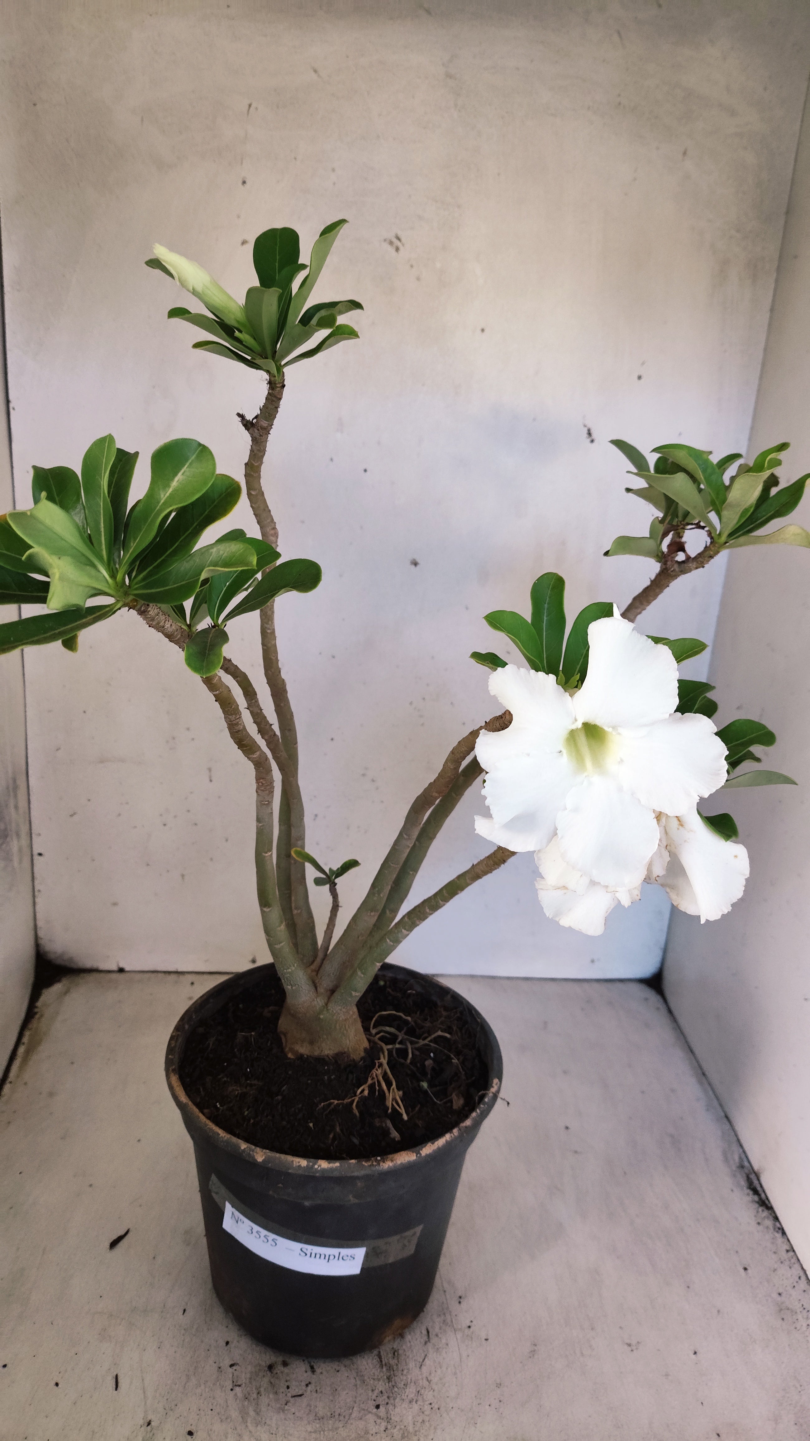 Planta Simples 3555 – 40cm – 03 anos