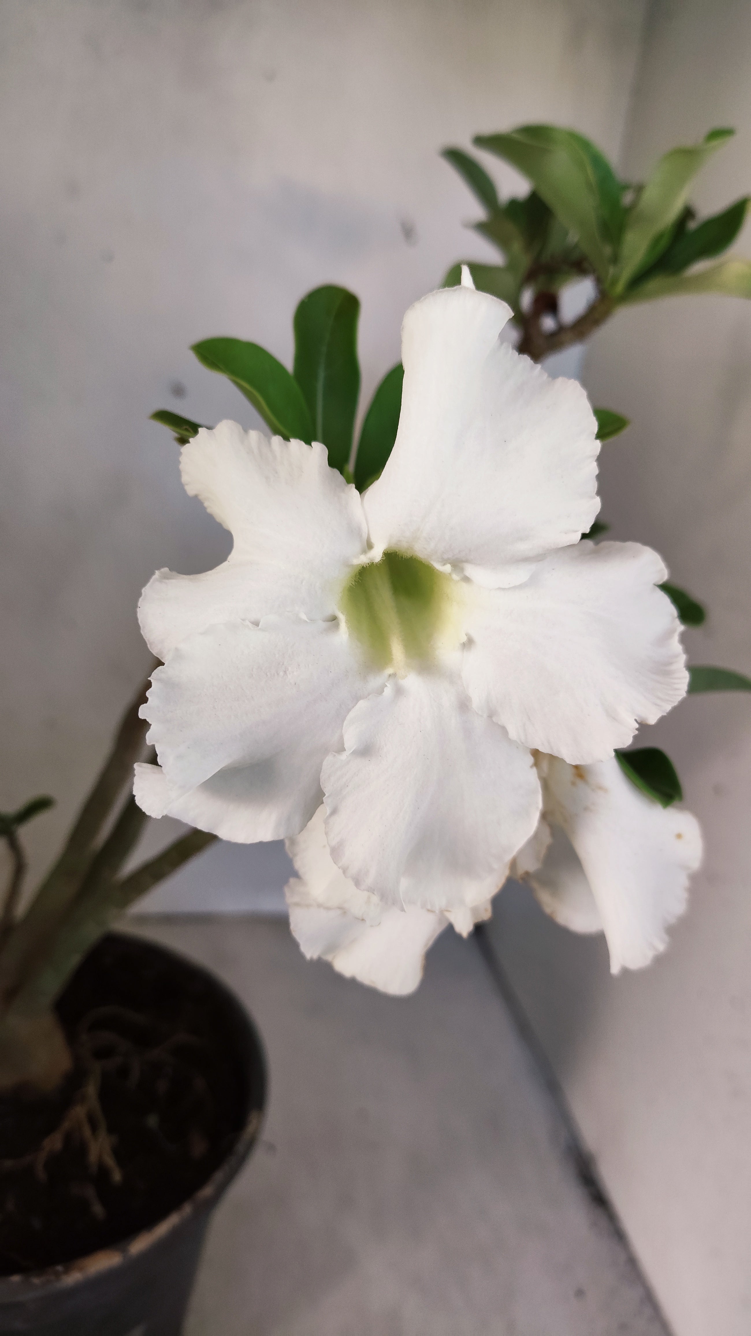 Planta Simples 3555 – 40cm – 03 anos
