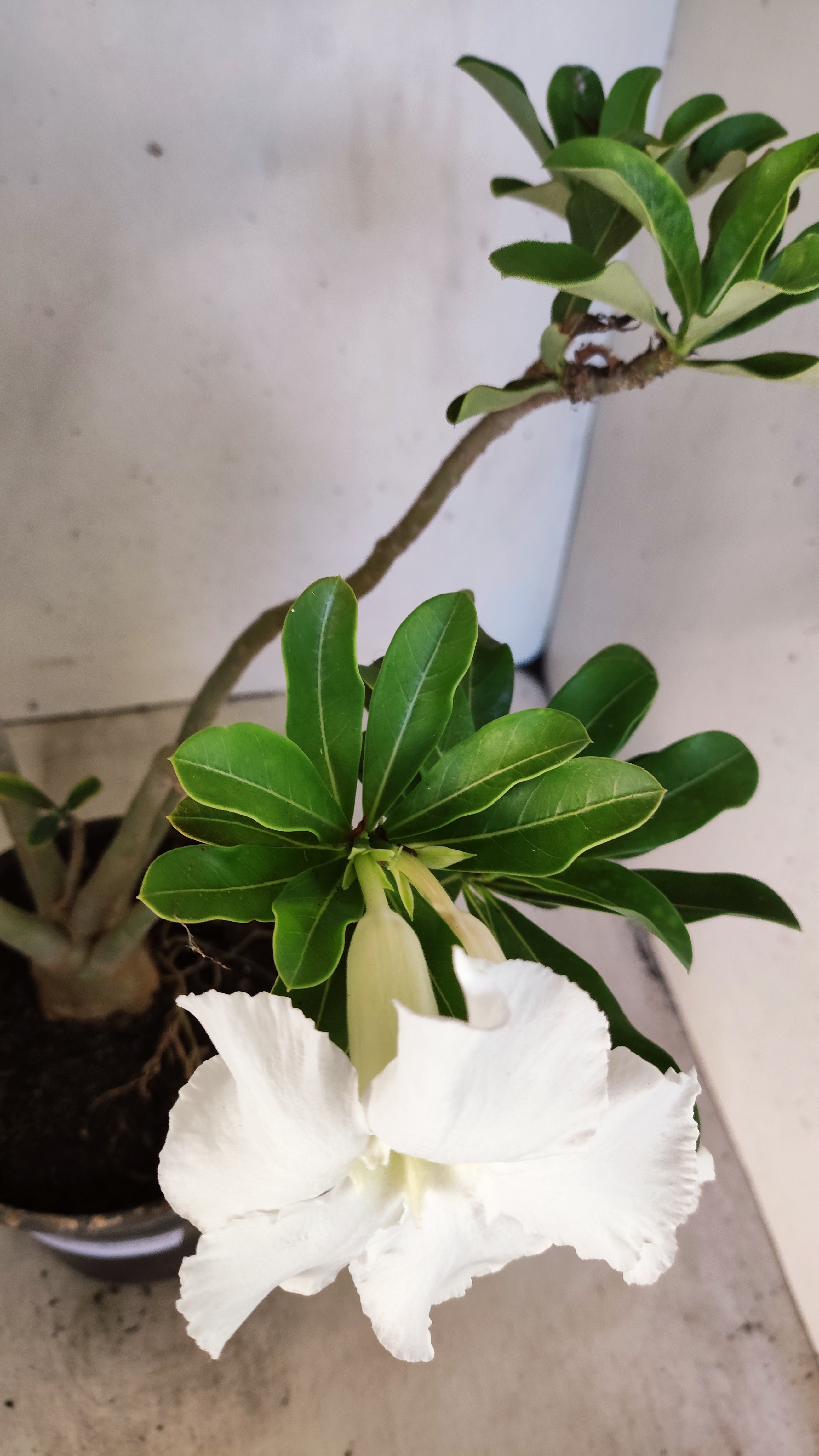 Planta Simples 3555 – 40cm – 03 anos