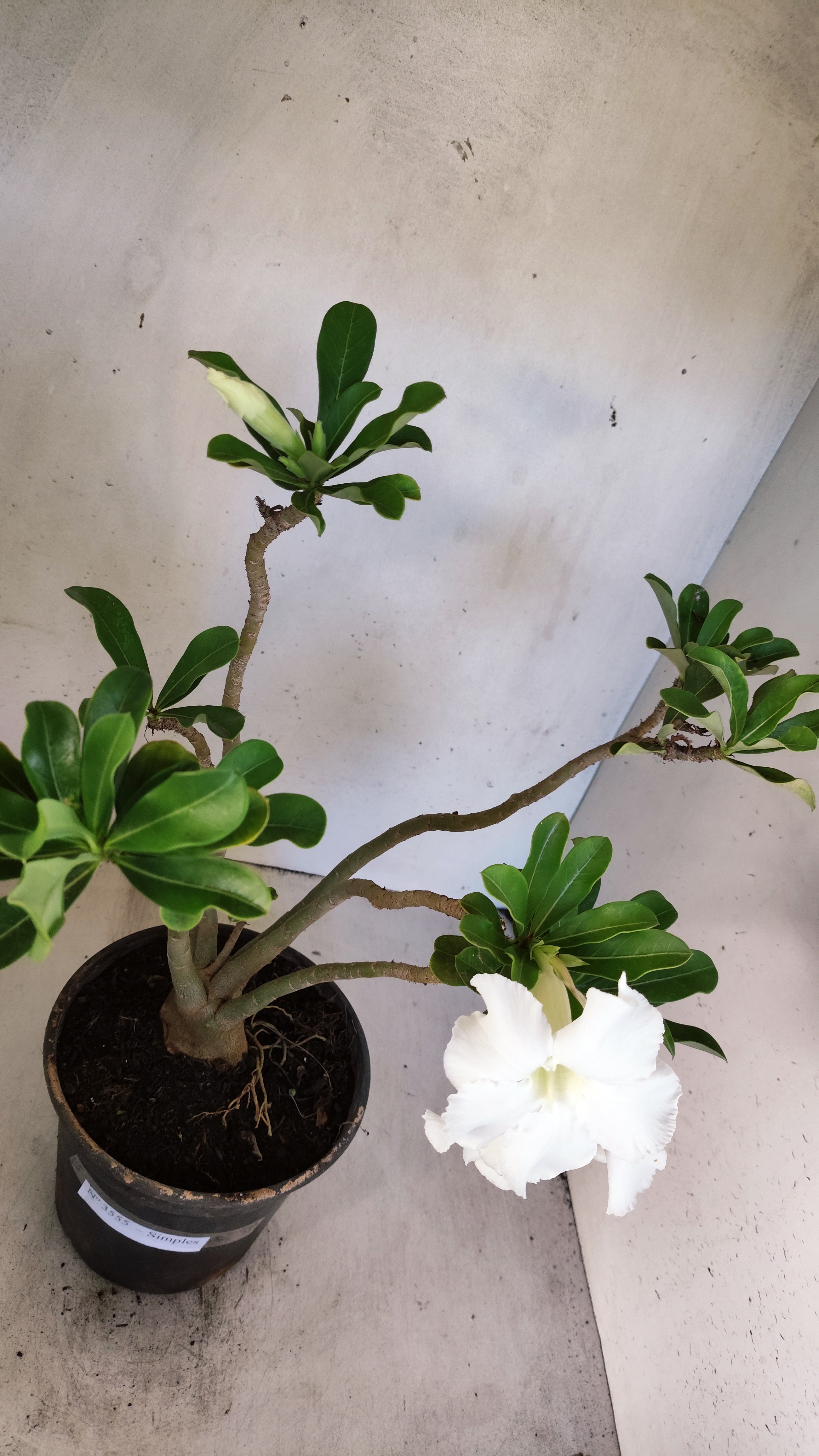 Planta Simples 3555 – 40cm – 03 anos