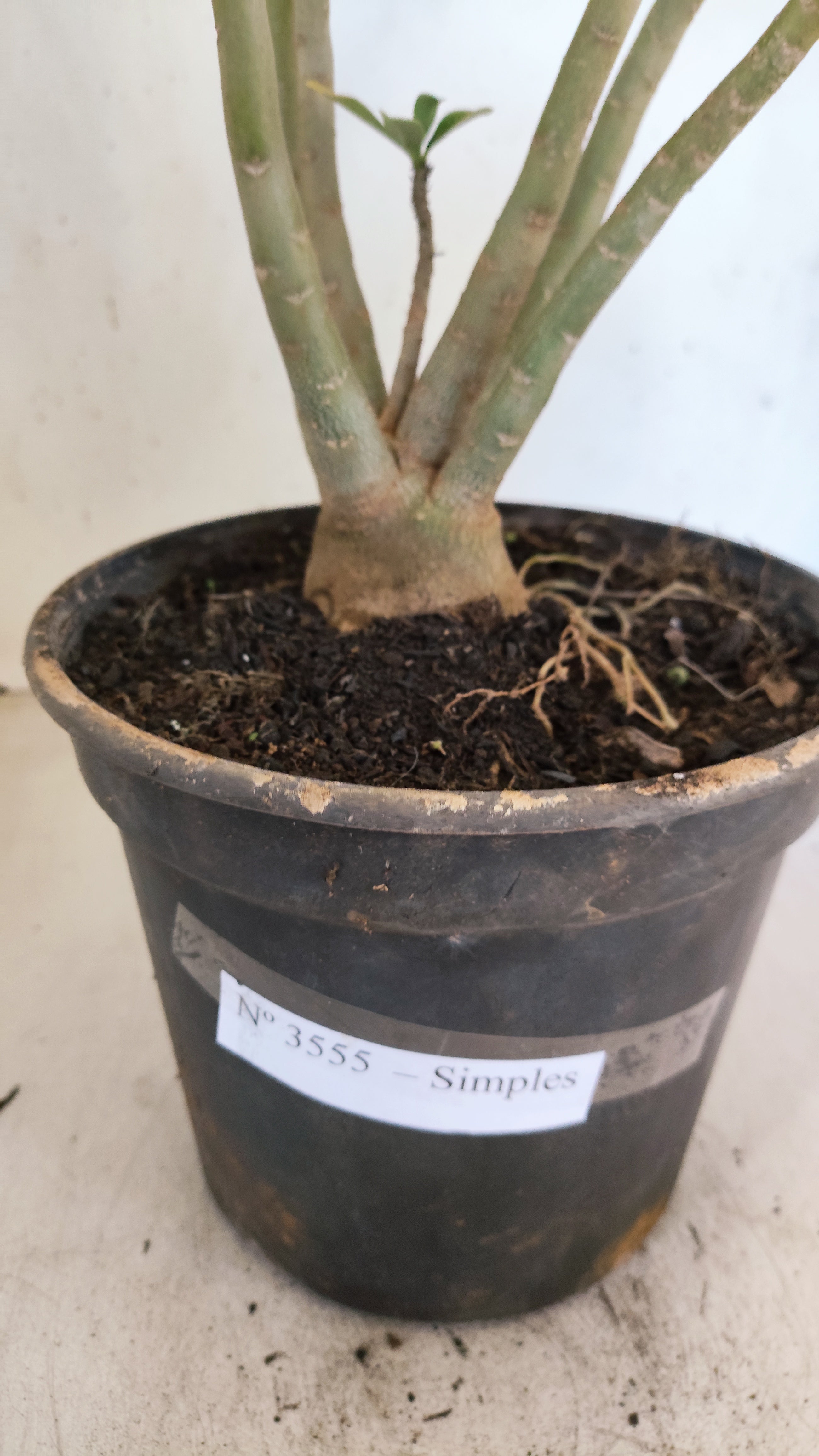 Planta Simples 3555 – 40cm – 03 anos