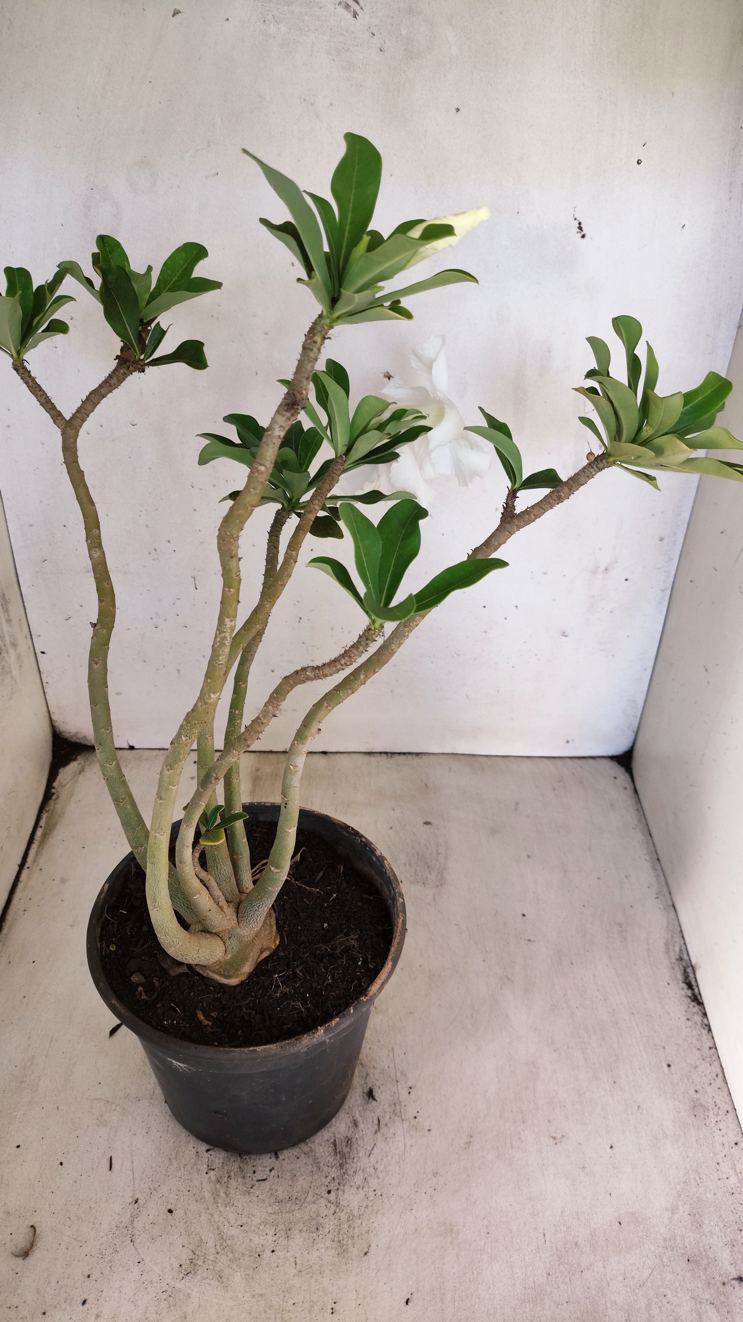 Planta Simples 3555 – 40cm – 03 anos