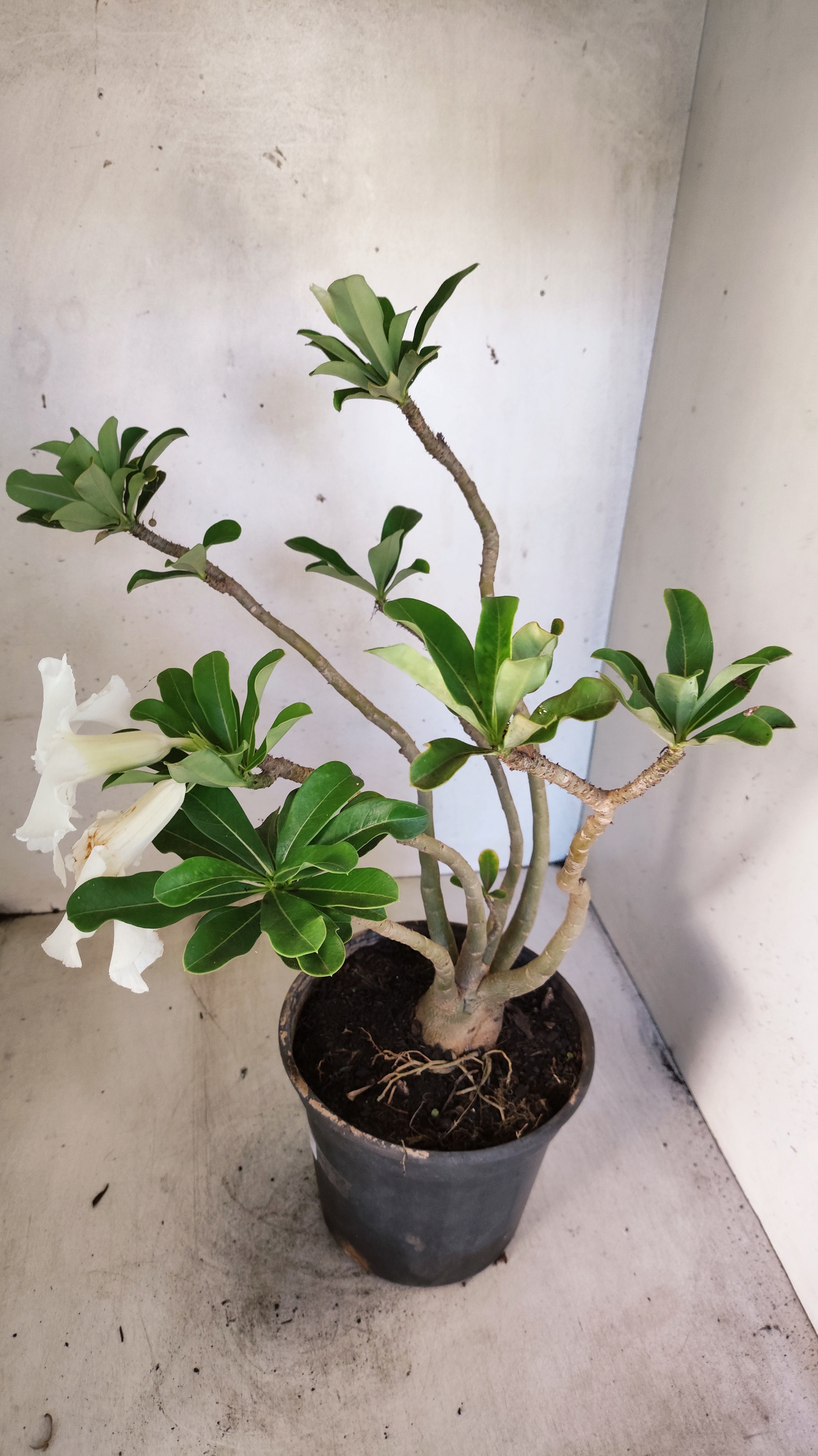 Planta Simples 3555 – 40cm – 03 anos