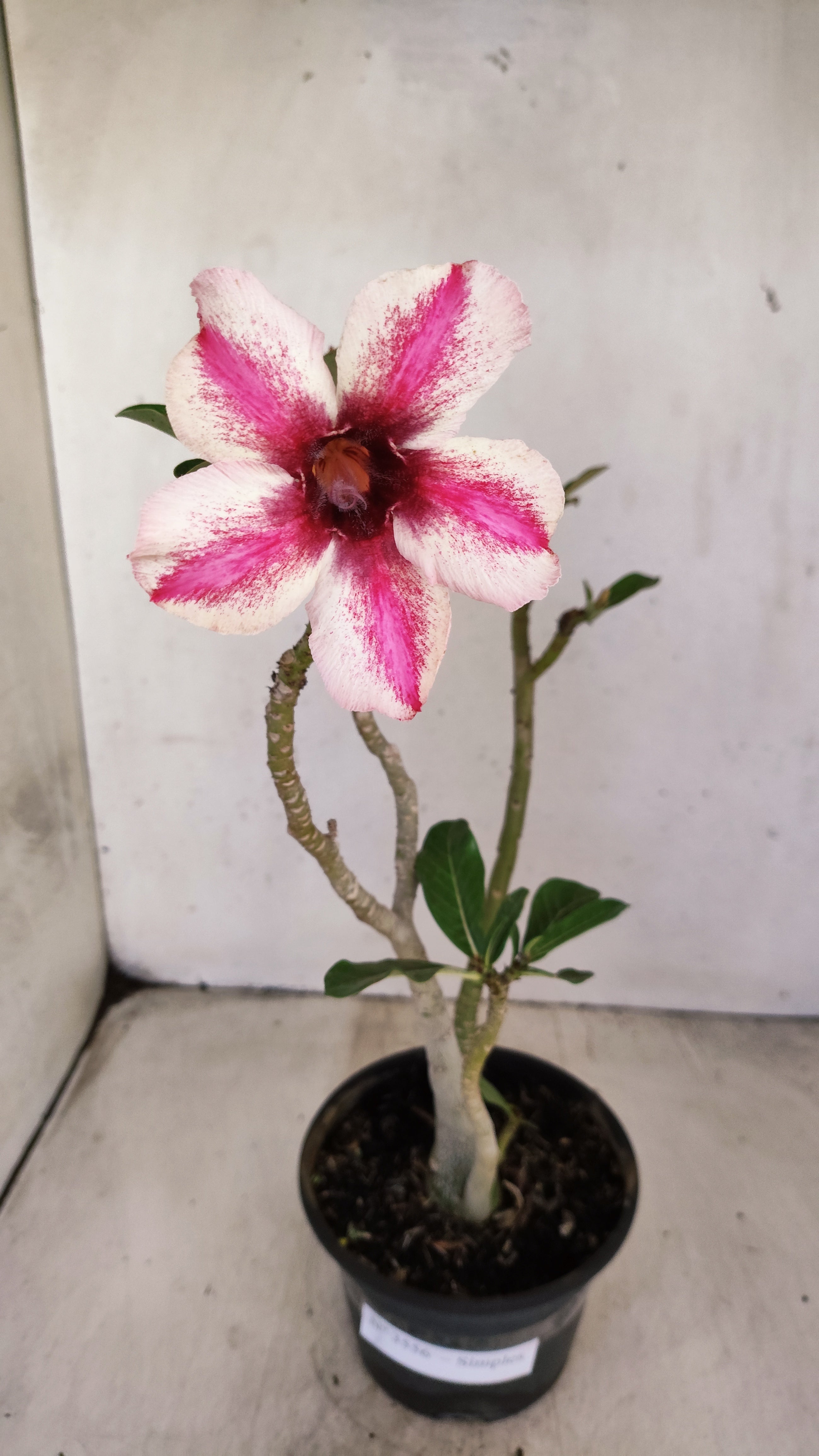 Planta Simples 3556 – 30cm – 02 anos