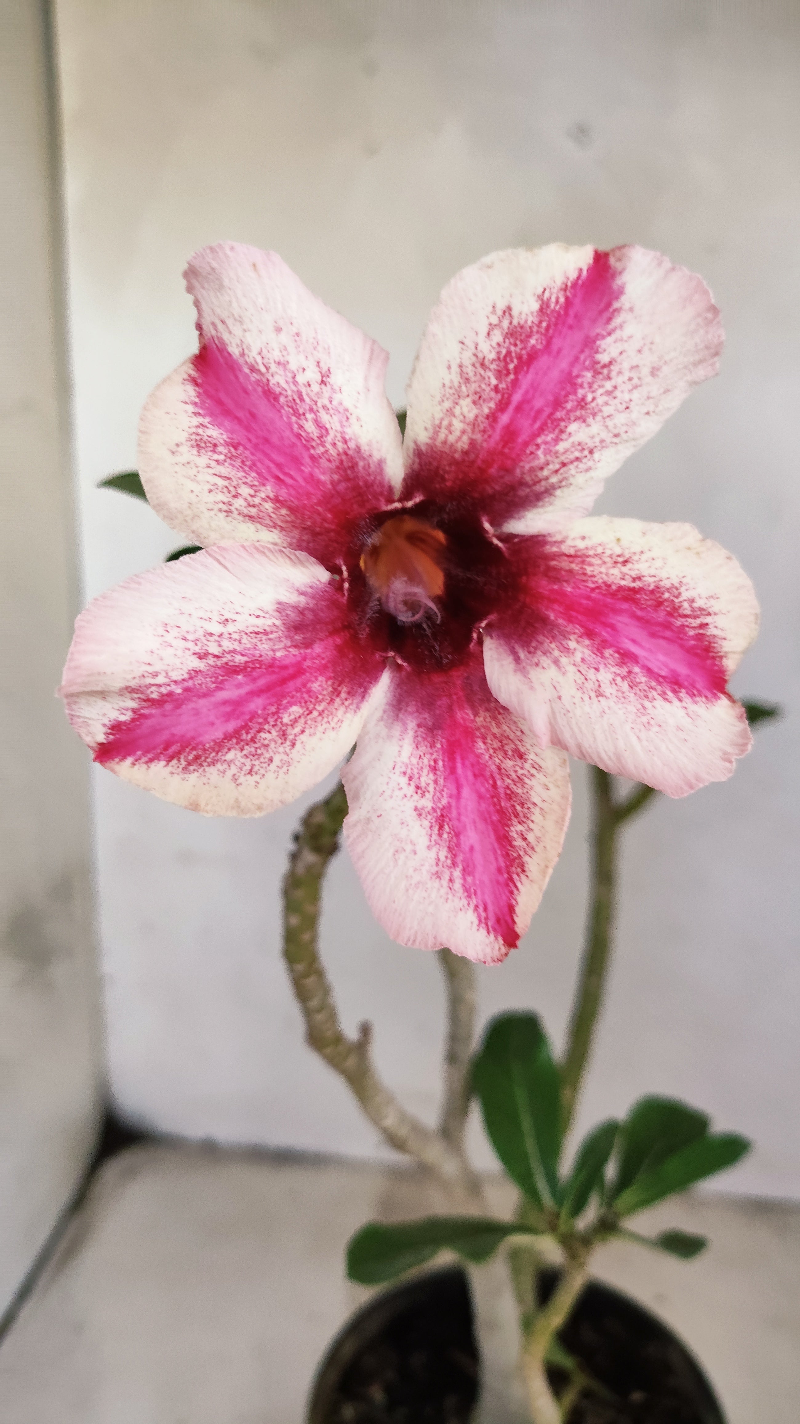 Planta Simples 3556 – 30cm – 02 anos