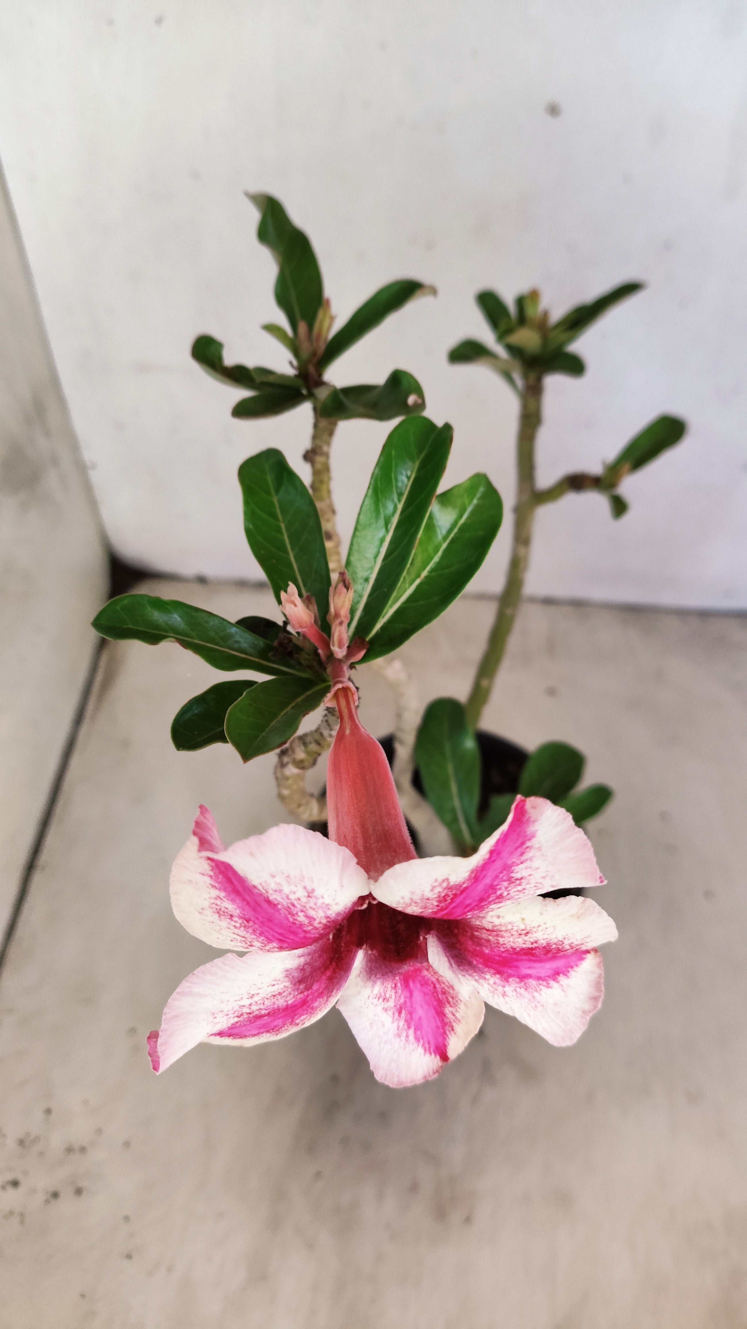Planta Simples 3556 – 30cm – 02 anos