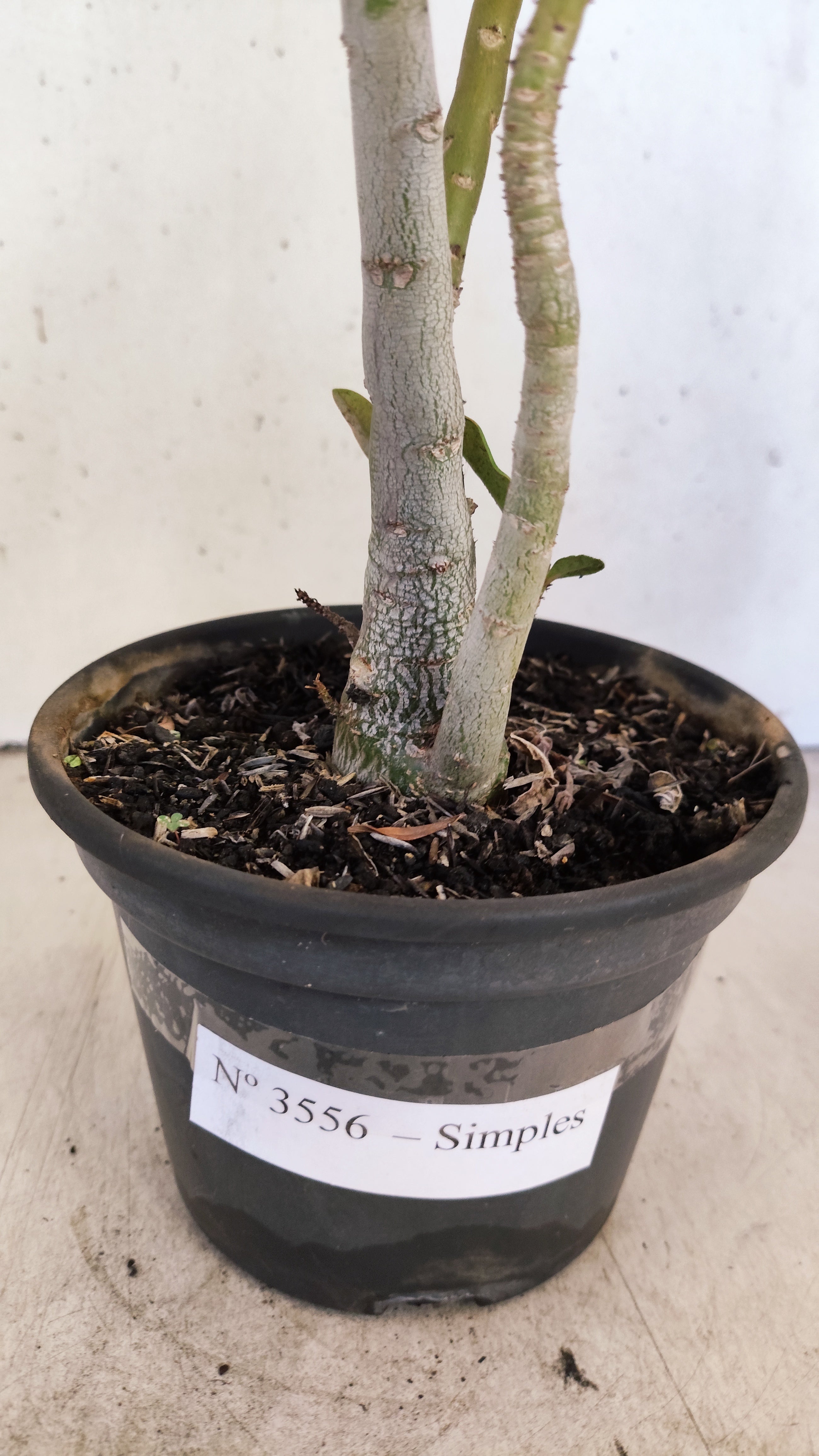 Planta Simples 3556 – 30cm – 02 anos