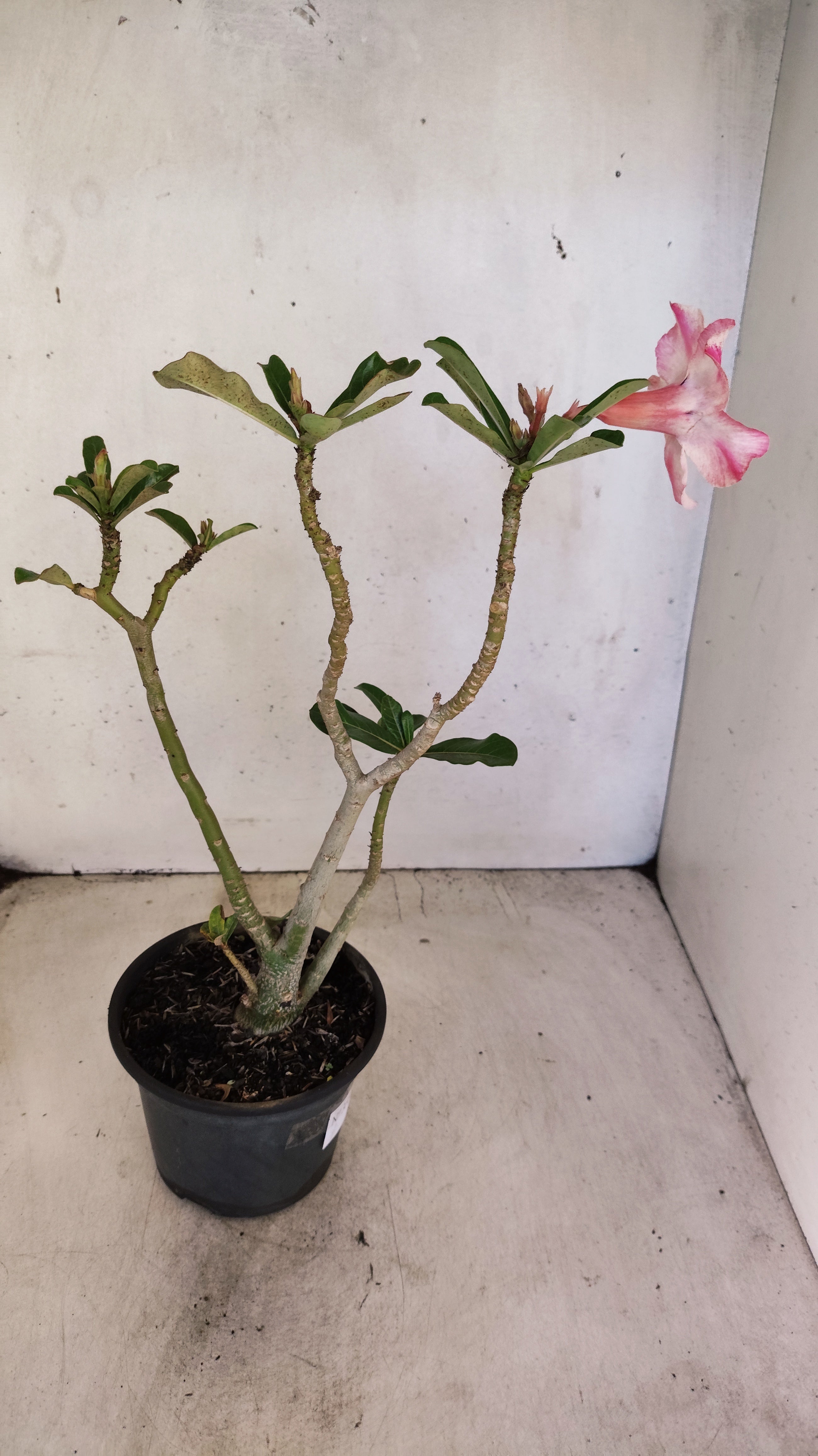 Planta Simples 3556 – 30cm – 02 anos
