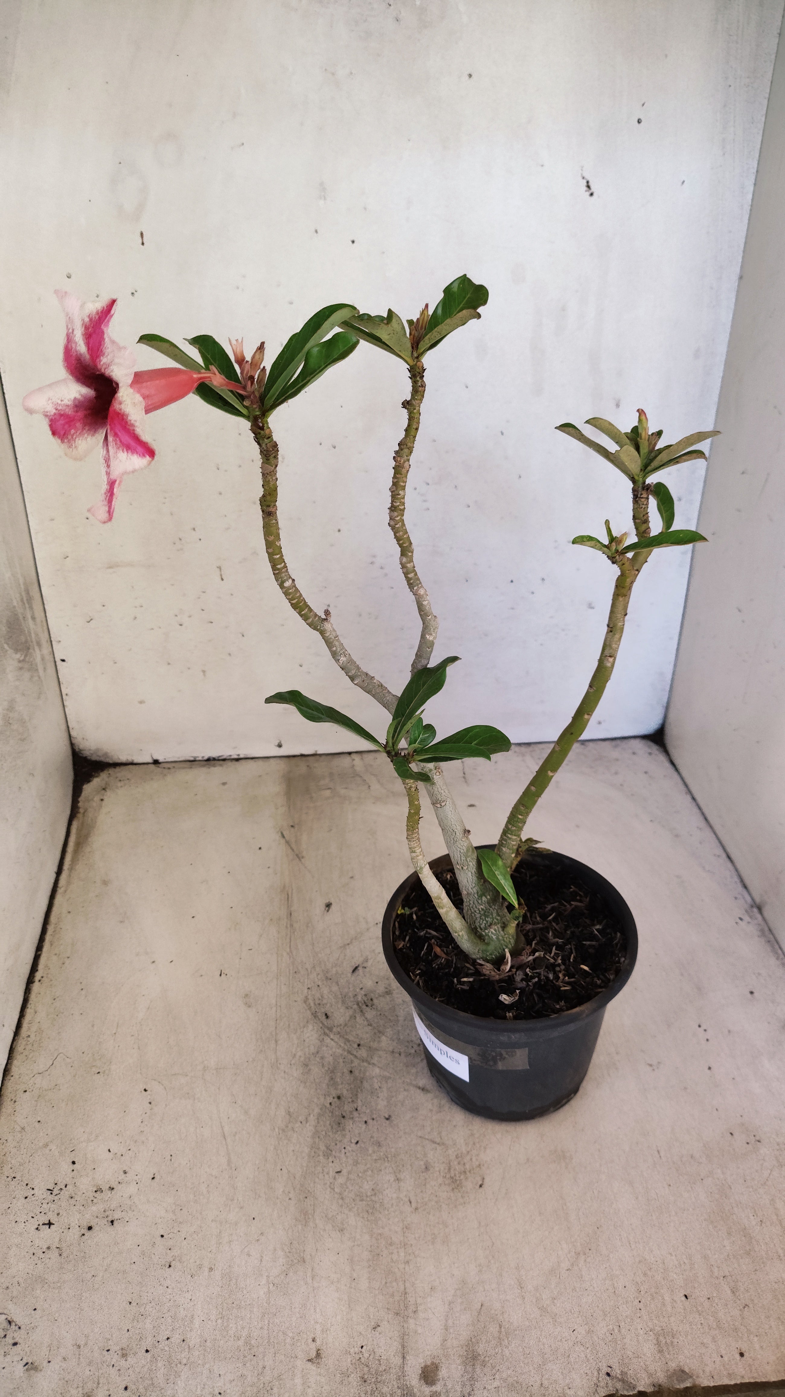 Planta Simples 3556 – 30cm – 02 anos