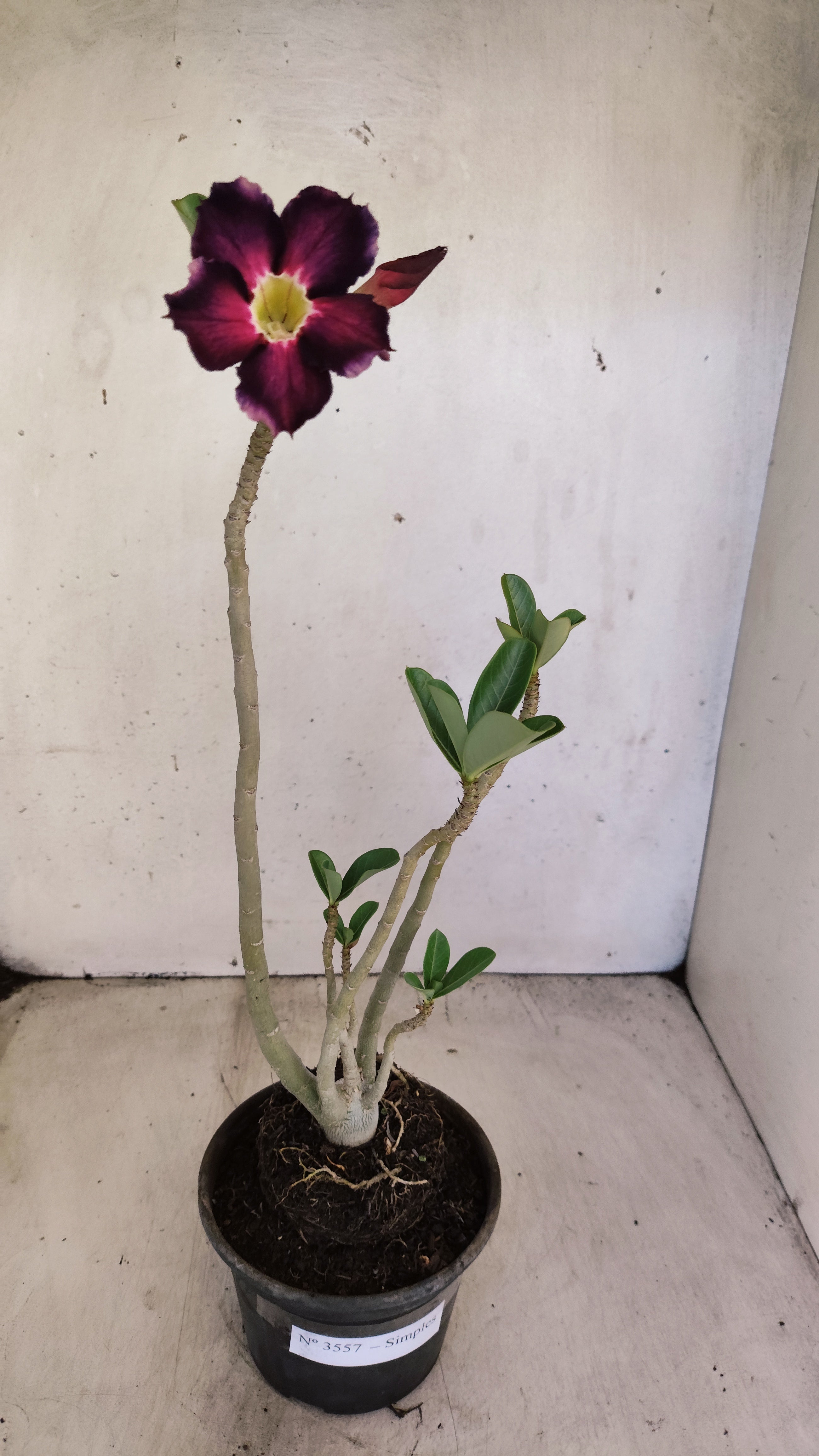 Planta Simples 3557 – 30cm – 02 anos