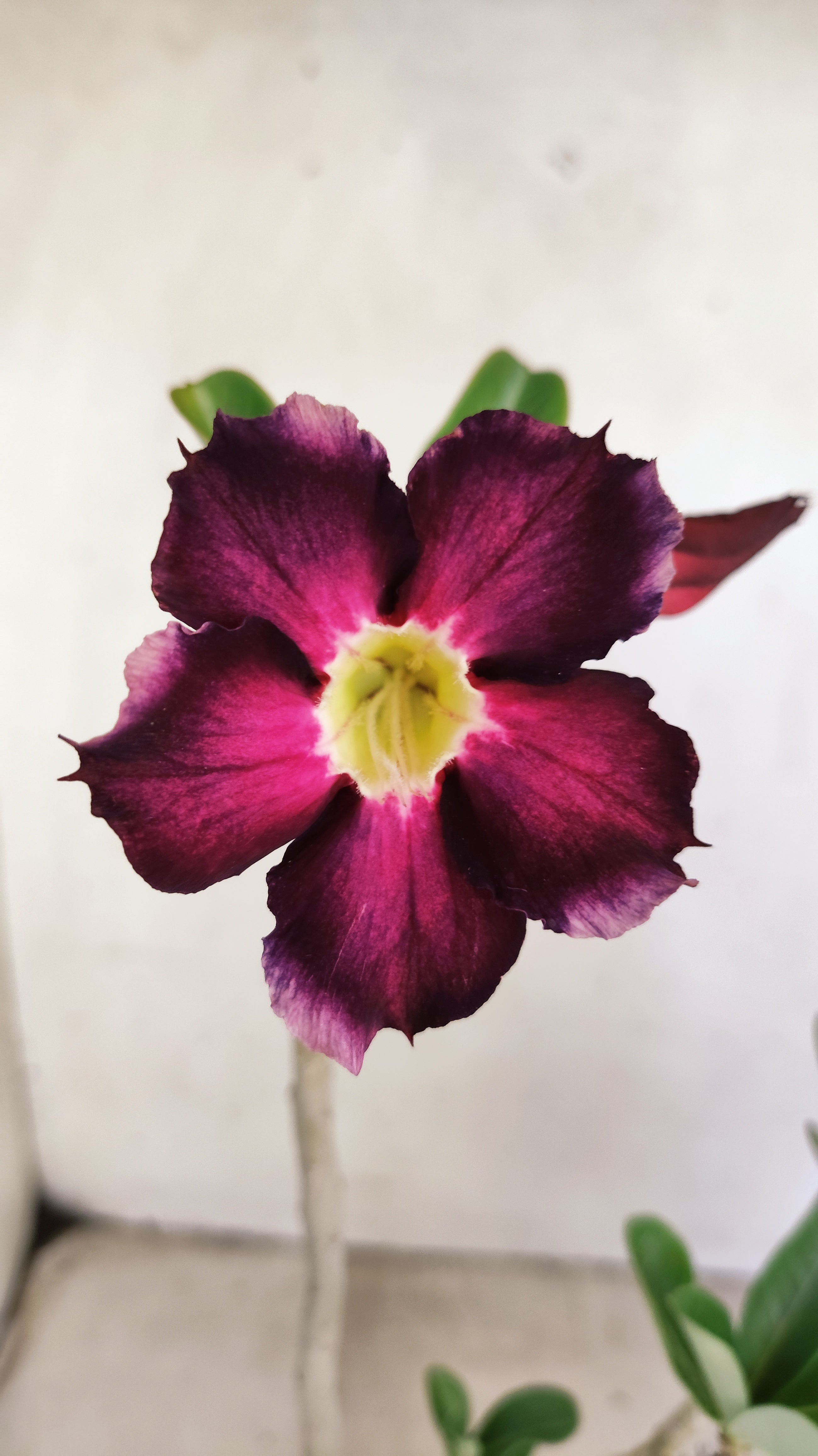 Planta Simples 3557 – 30cm – 02 anos