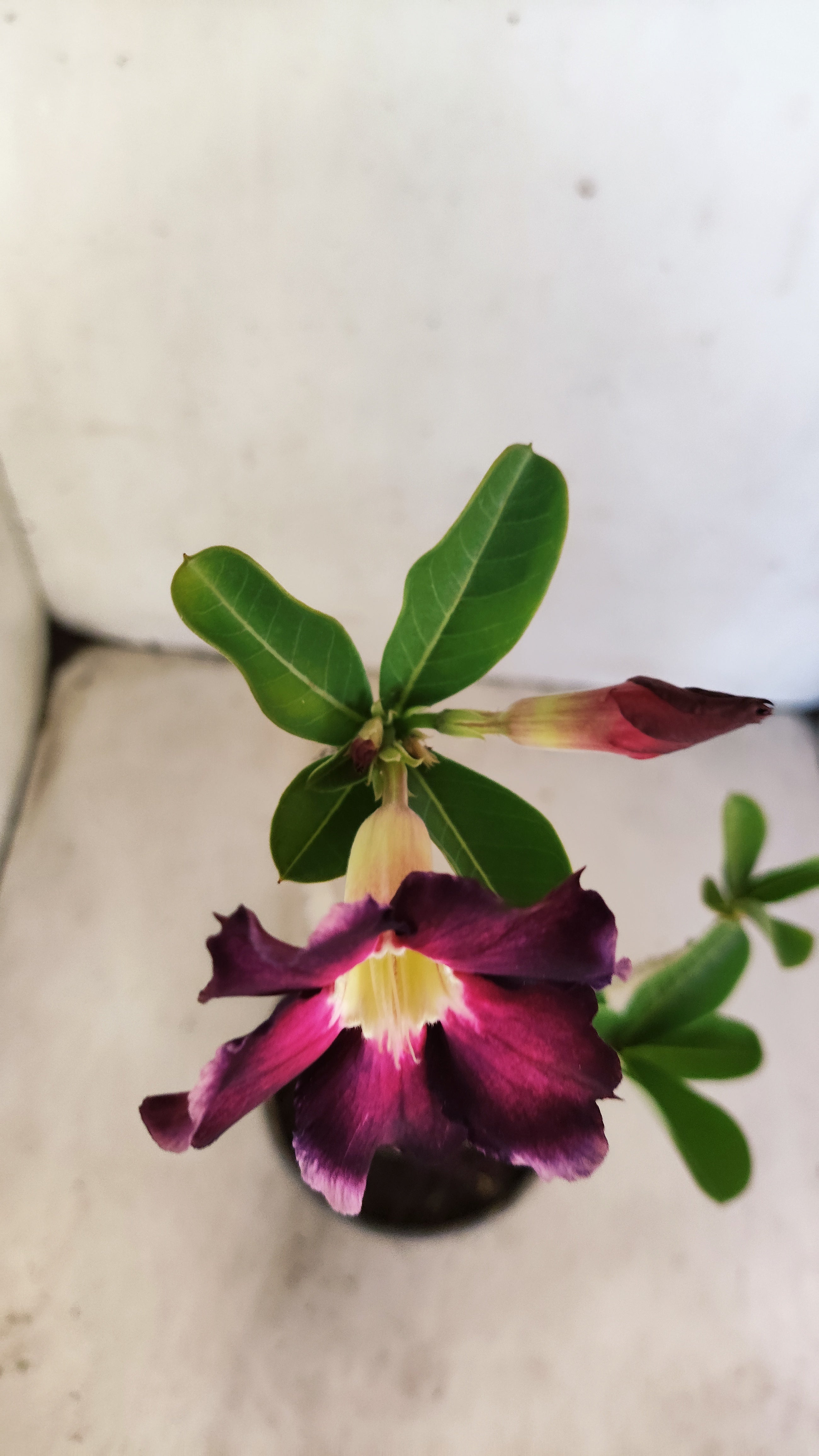Planta Simples 3557 – 30cm – 02 anos