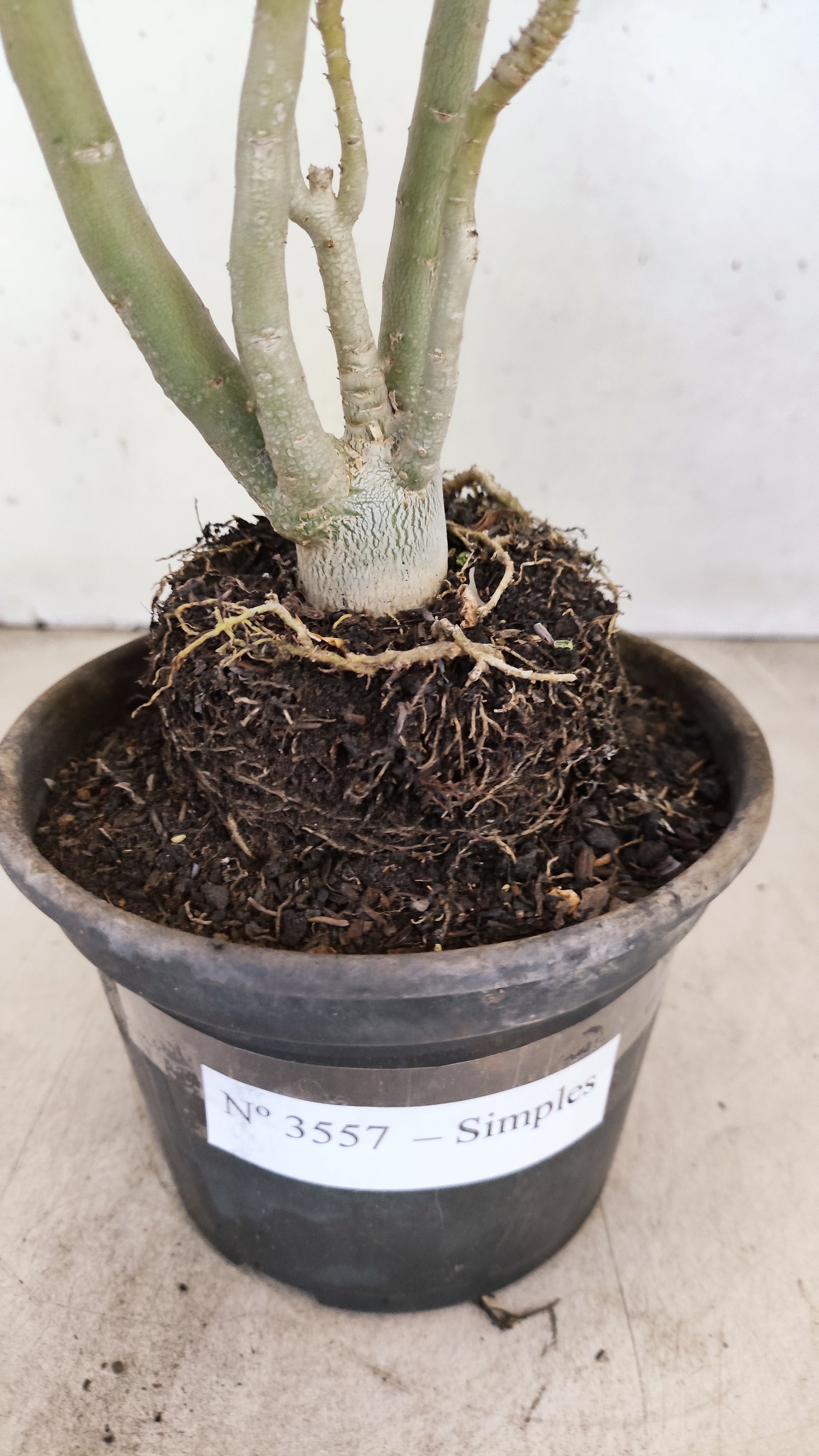 Planta Simples 3557 – 30cm – 02 anos
