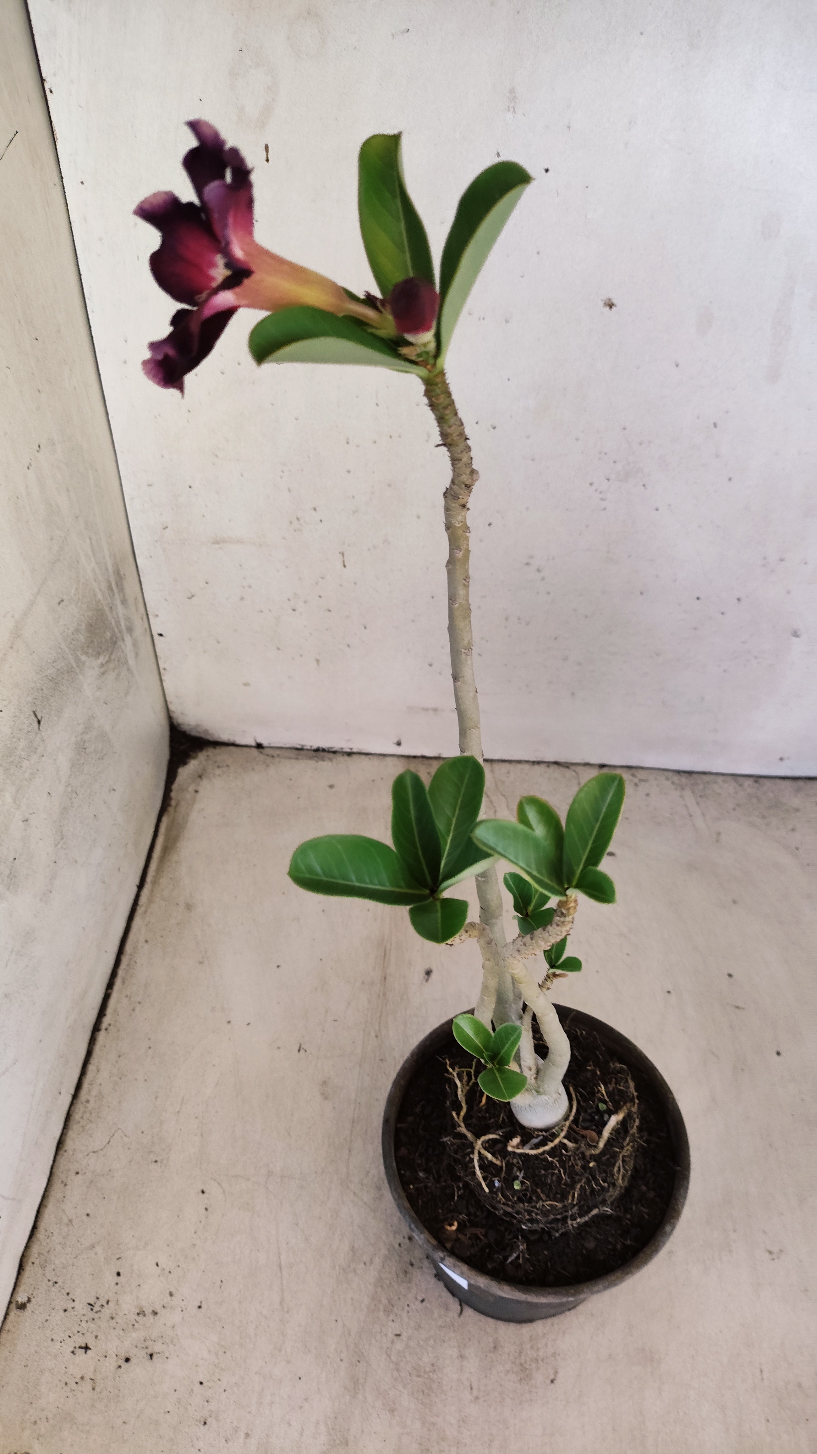 Planta Simples 3557 – 30cm – 02 anos