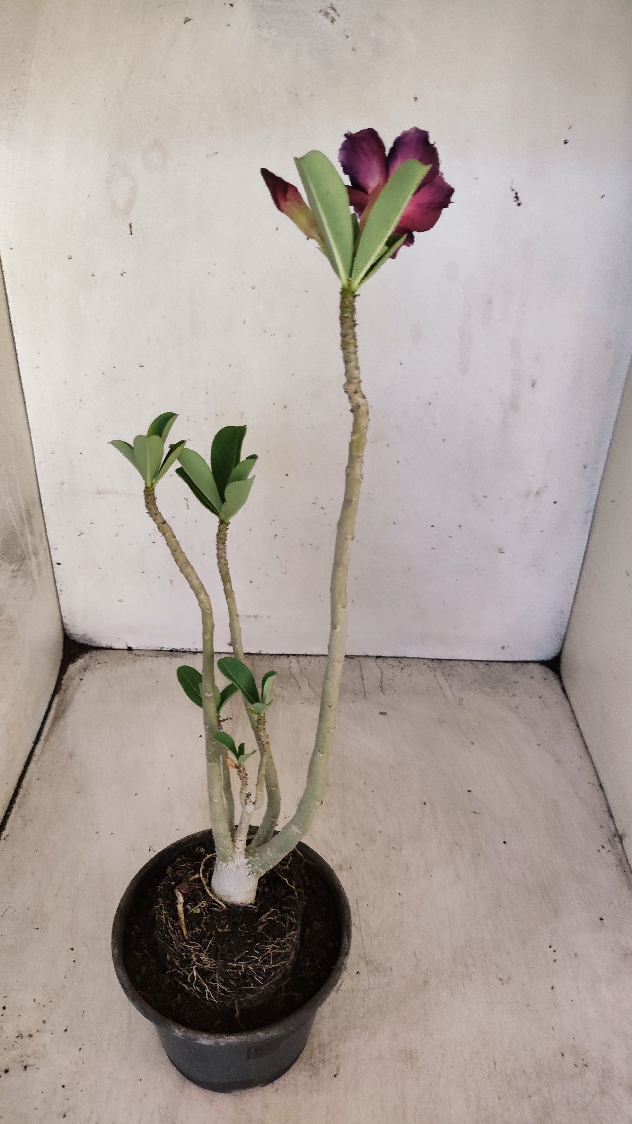 Planta Simples 3557 – 30cm – 02 anos
