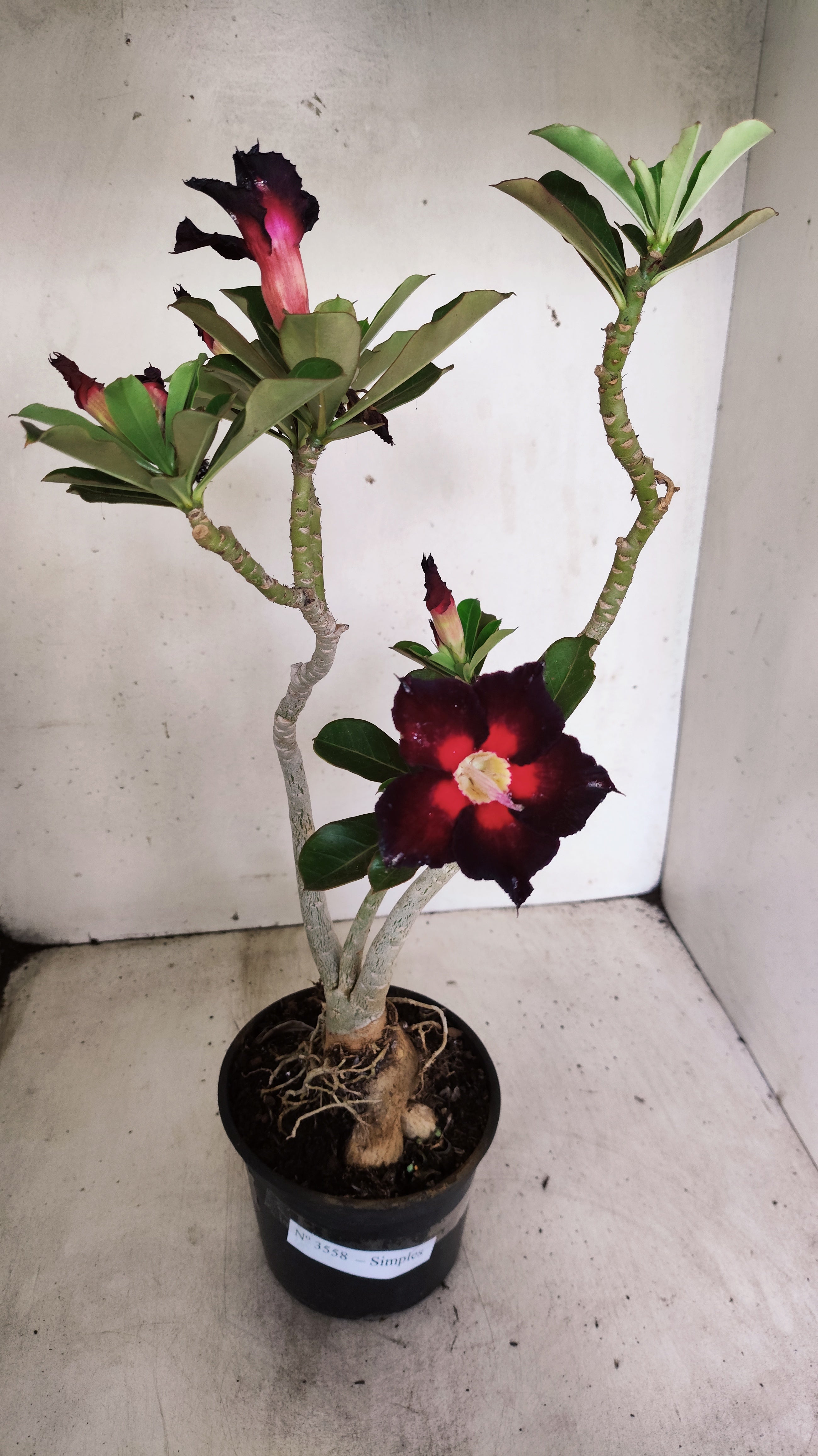 Planta Simples 3558 – 35cm – 03 anos