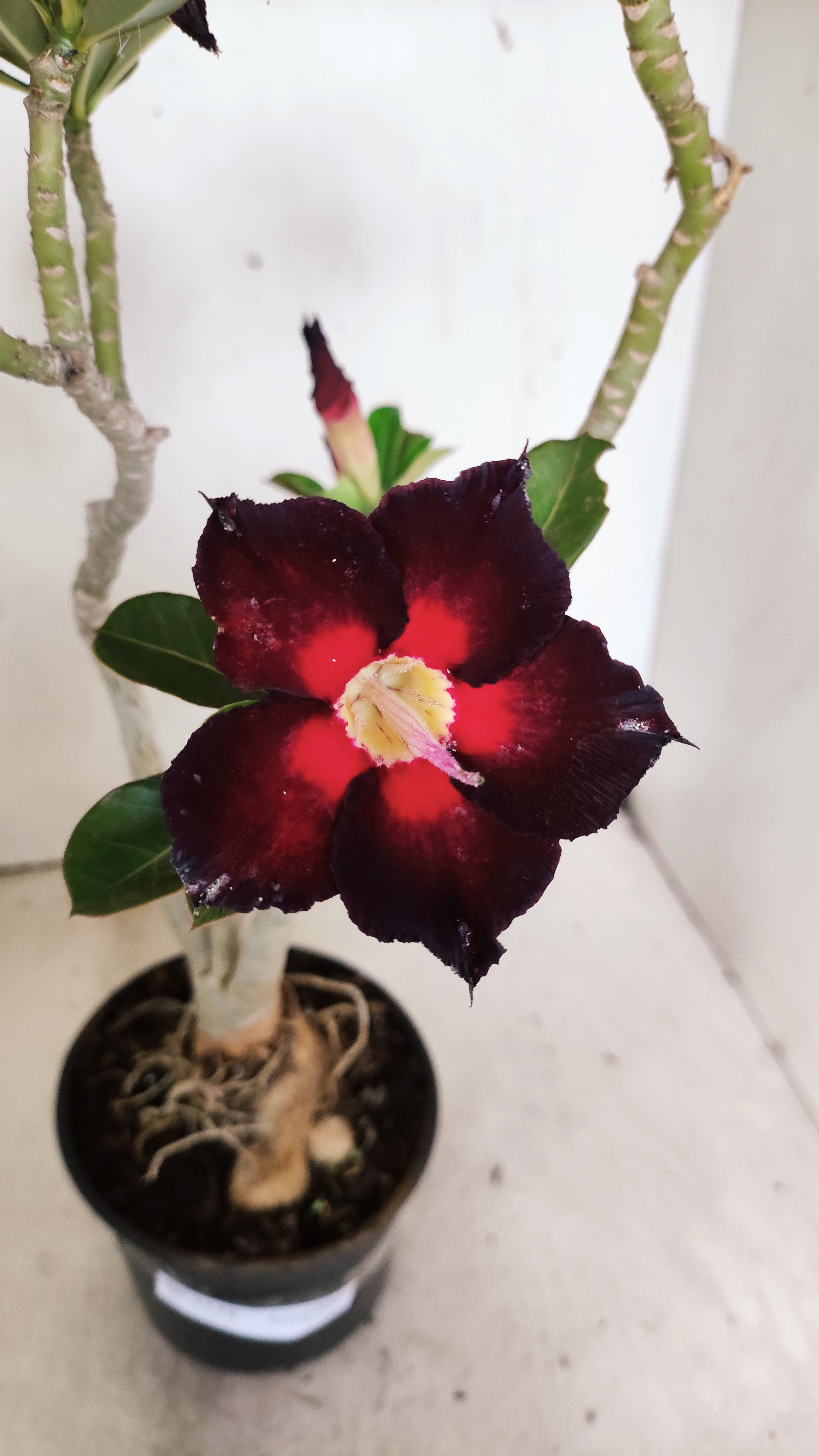 Planta Simples 3558 – 35cm – 03 anos